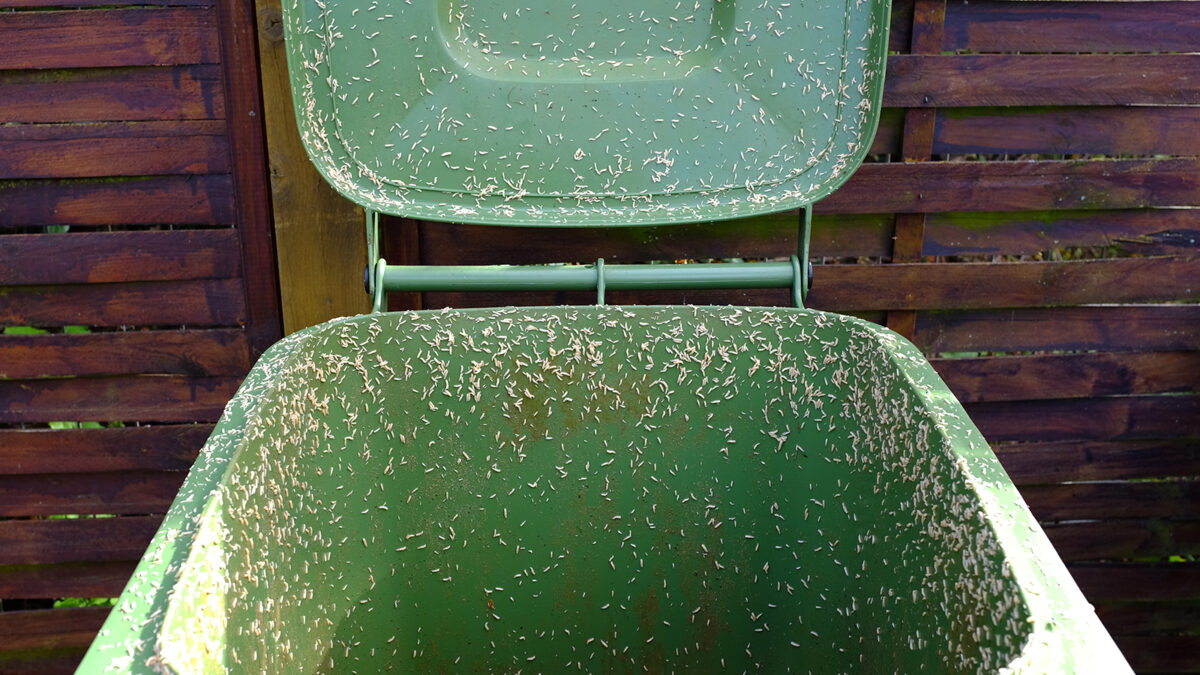 Vous n'avez besoin que d'une tranche de pain et du vinaigre pour vous débarrasser des asticots dans votre poubelle – voici comment cela fonctionne image-31148