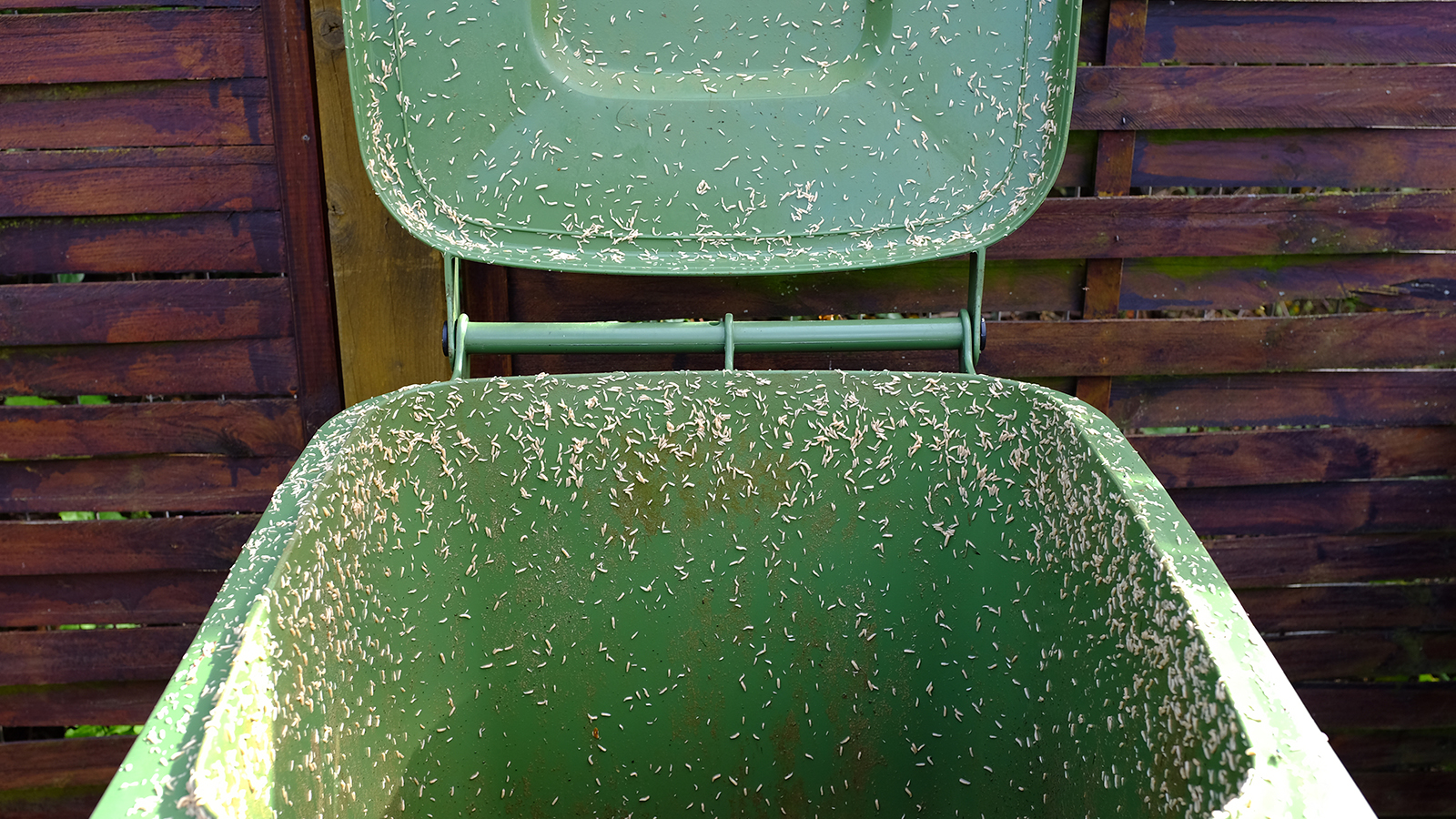 Vous n'avez besoin que d'une tranche de pain et du vinaigre pour vous débarrasser des asticots dans votre poubelle – voici comment cela fonctionne image-31148