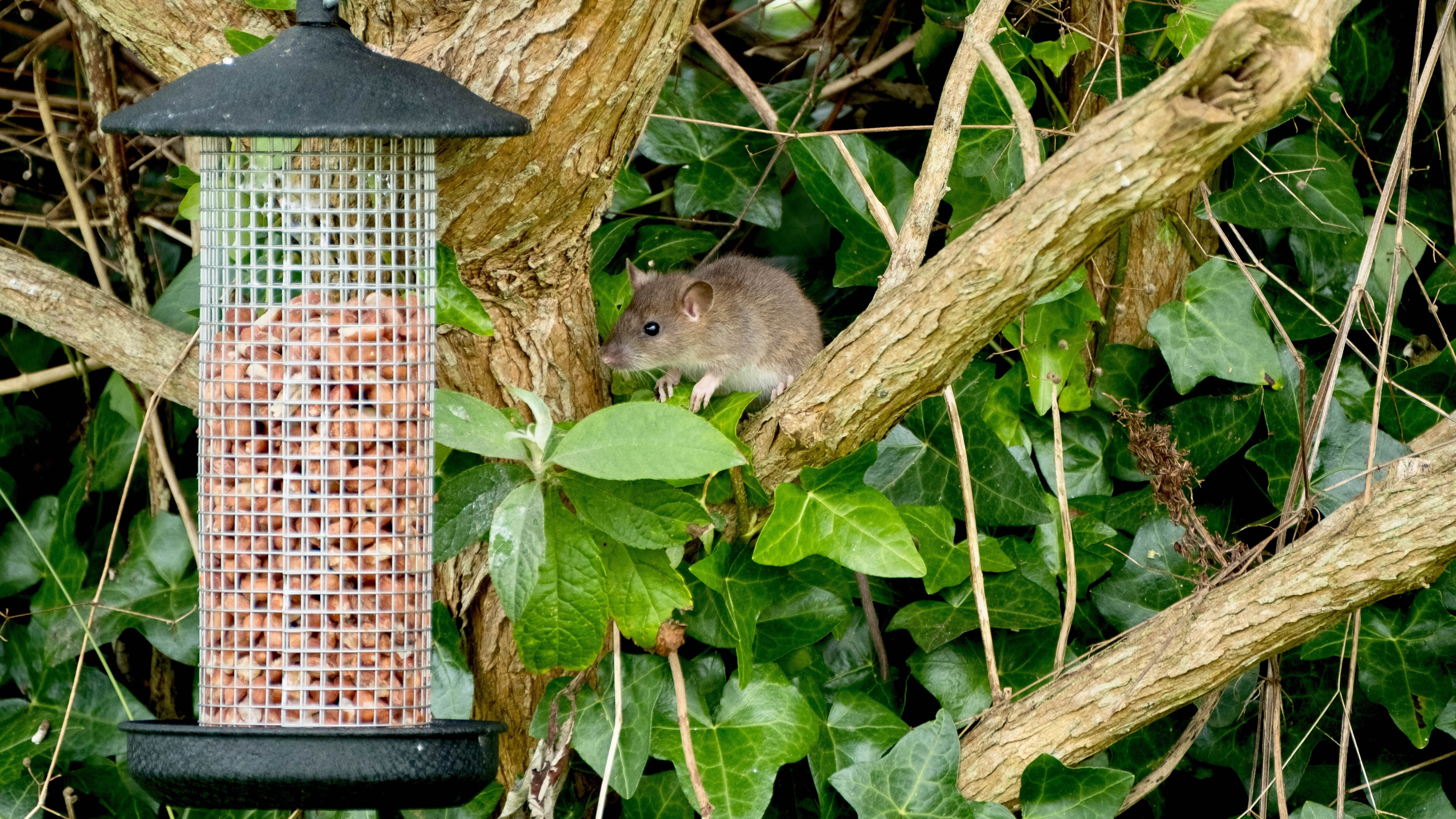 Un rat dans un arbre regardant une mangeoire pour oiseaux
