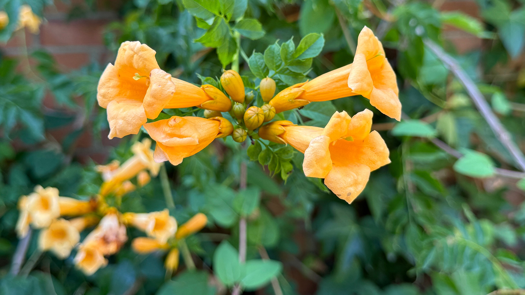 Campsis x Tagliabuana, Creeper Trumpet, Trumpet Vine