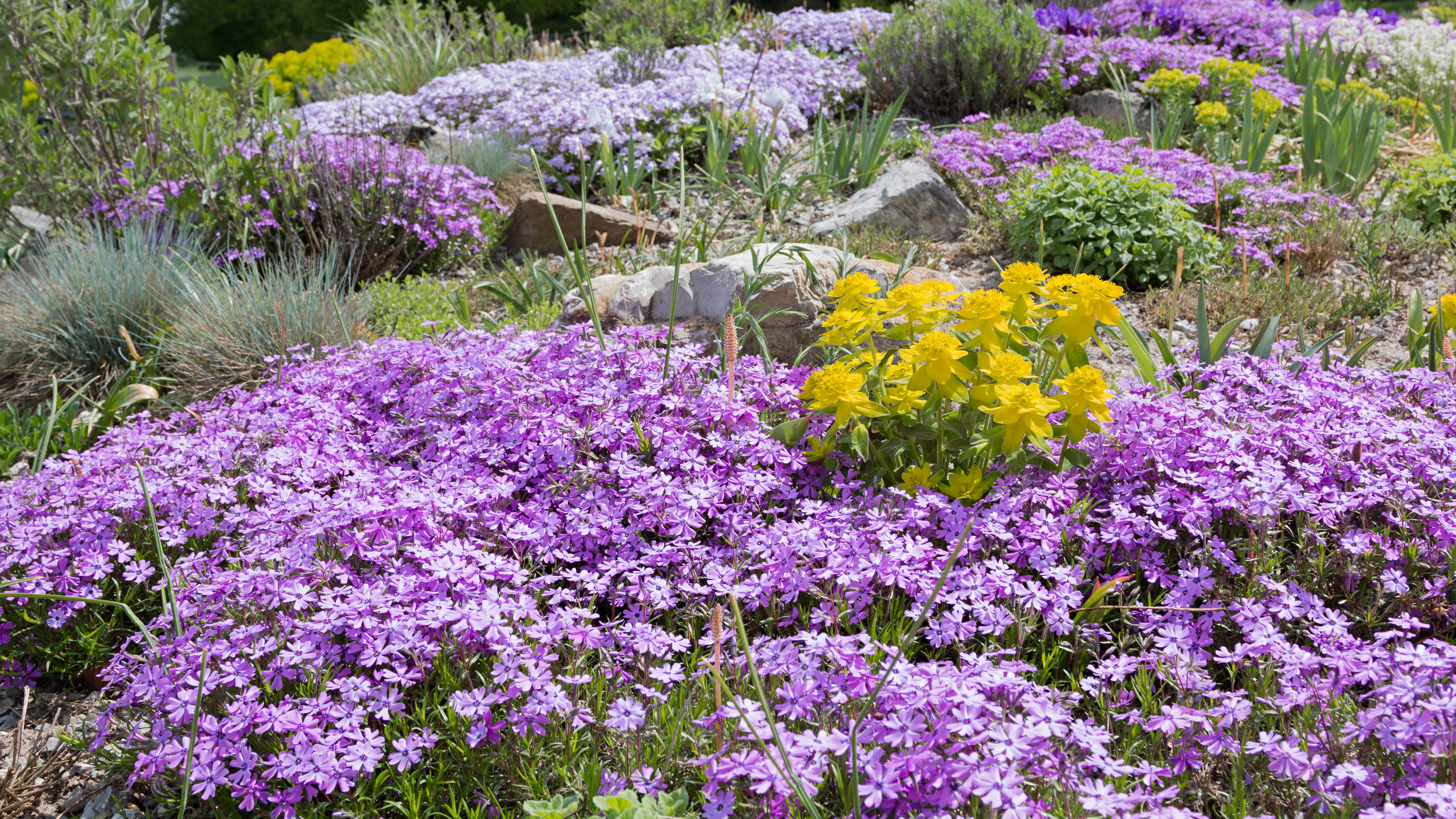phlox rampant