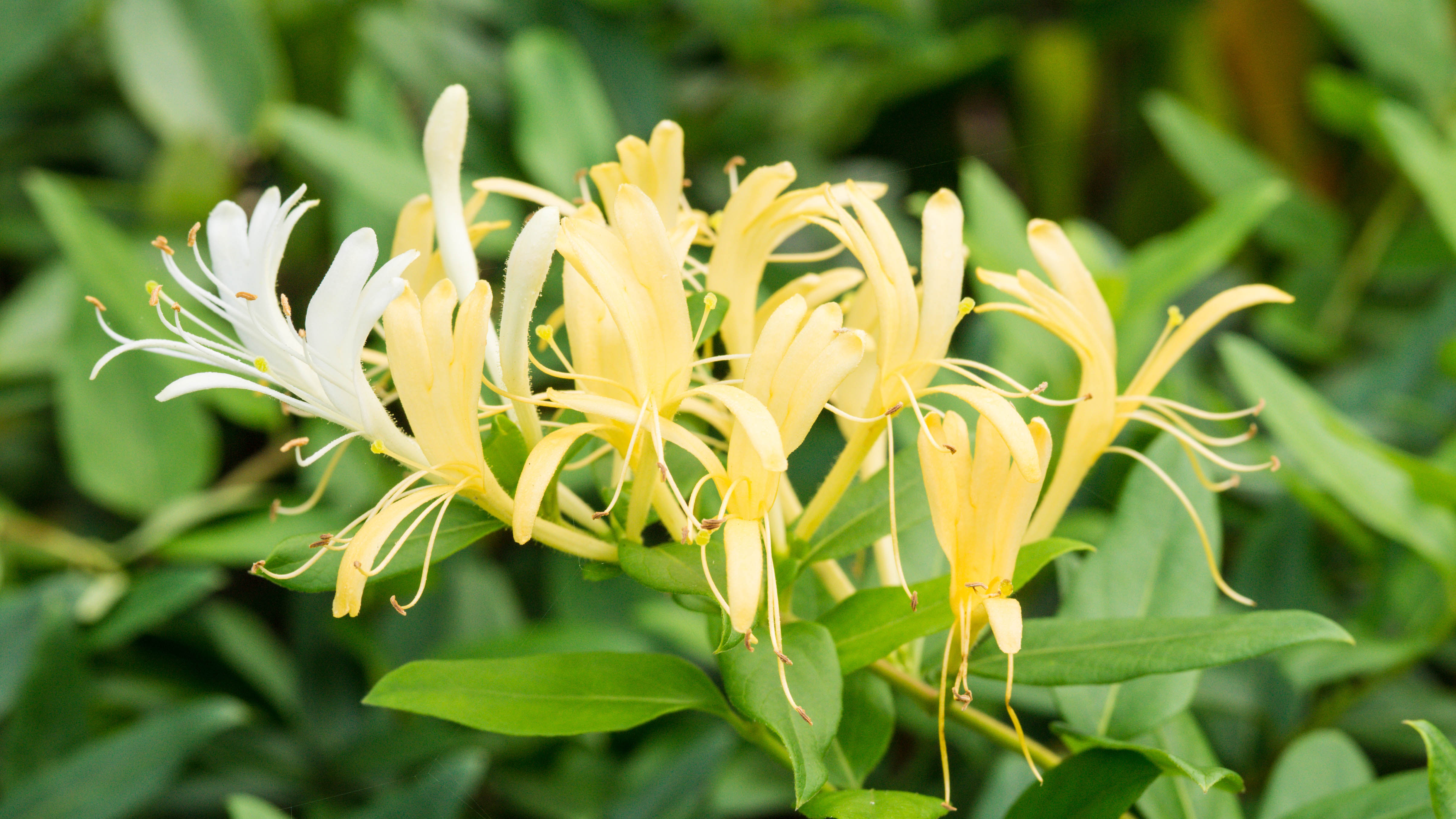 Honeysuckle japonais