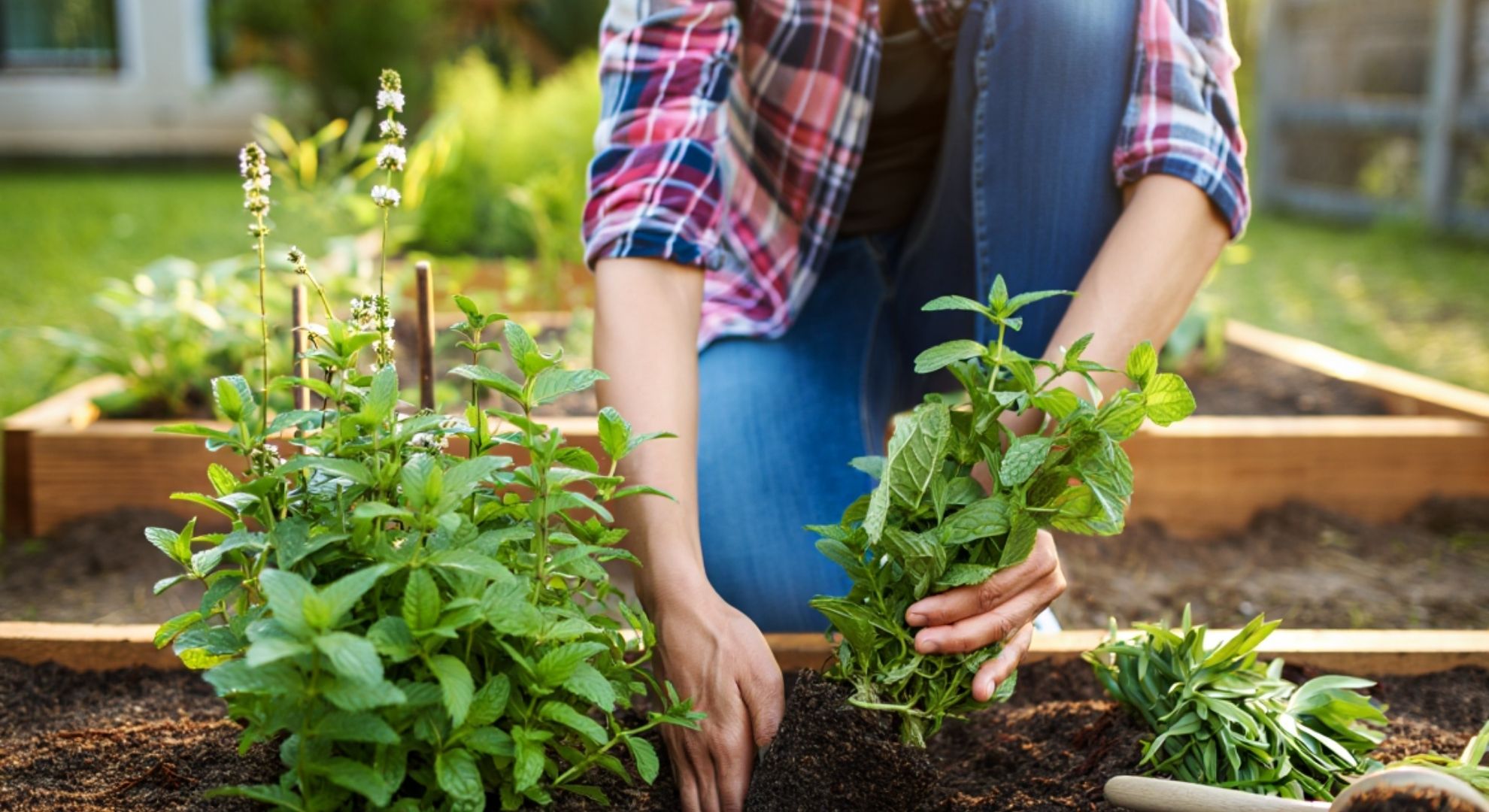 Adieu frelons asiatiques : la plante à avoir absolument dans votre jardin image-31432