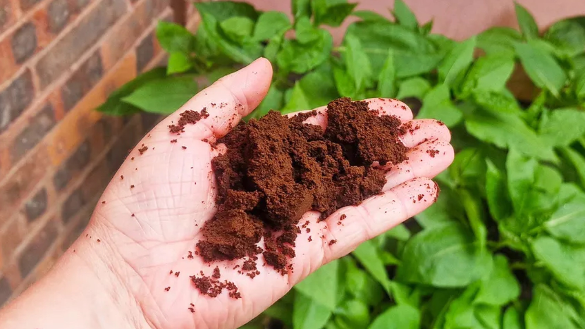 café moulu à la main