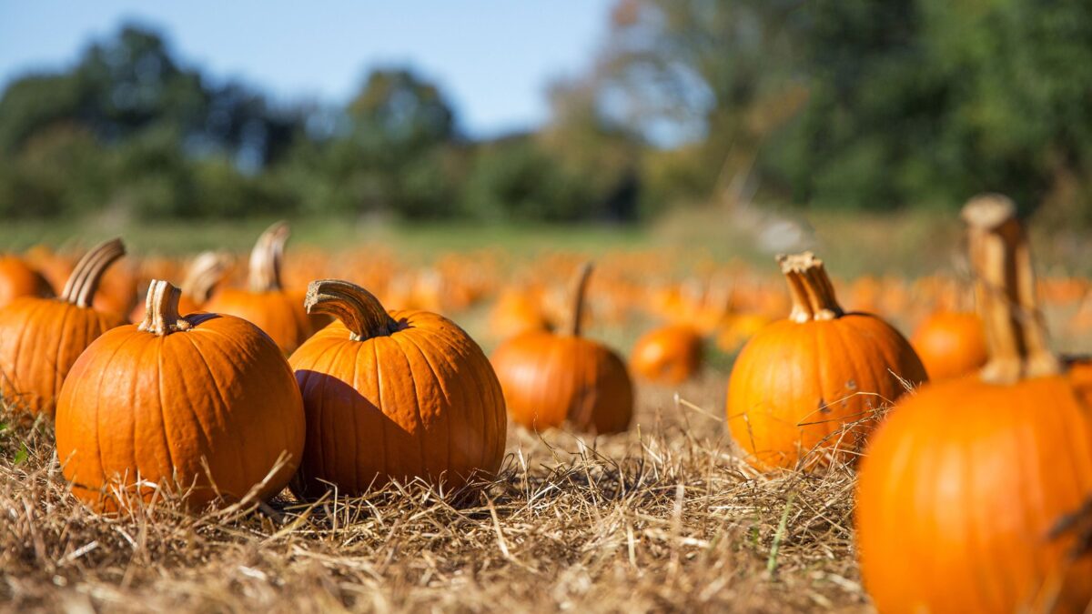 Je viens de découvrir le moyen le plus simple d'empêcher vos citrouilles de pourrir, et c'est seulement 17 $ sur Amazon. image-32274