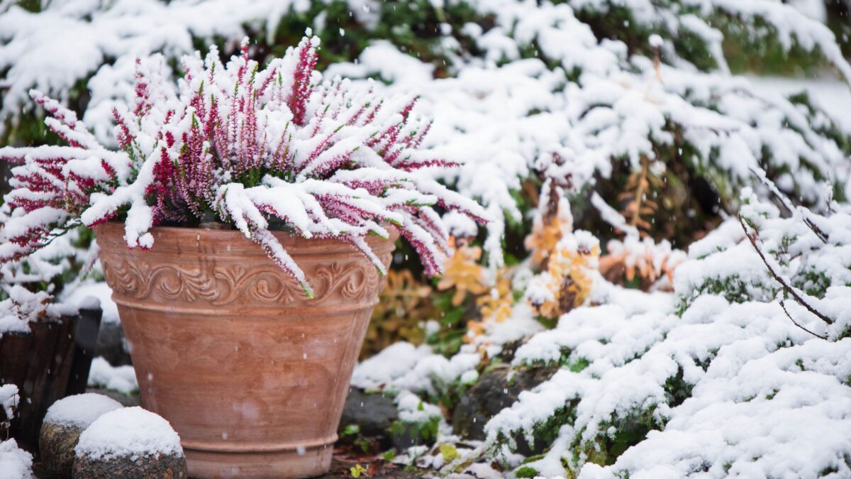 J'ai perdu trop de plantes à cause du froid — des experts en jardinage partagent 3 conseils pour les aider à survivre à l'hiver image-32291