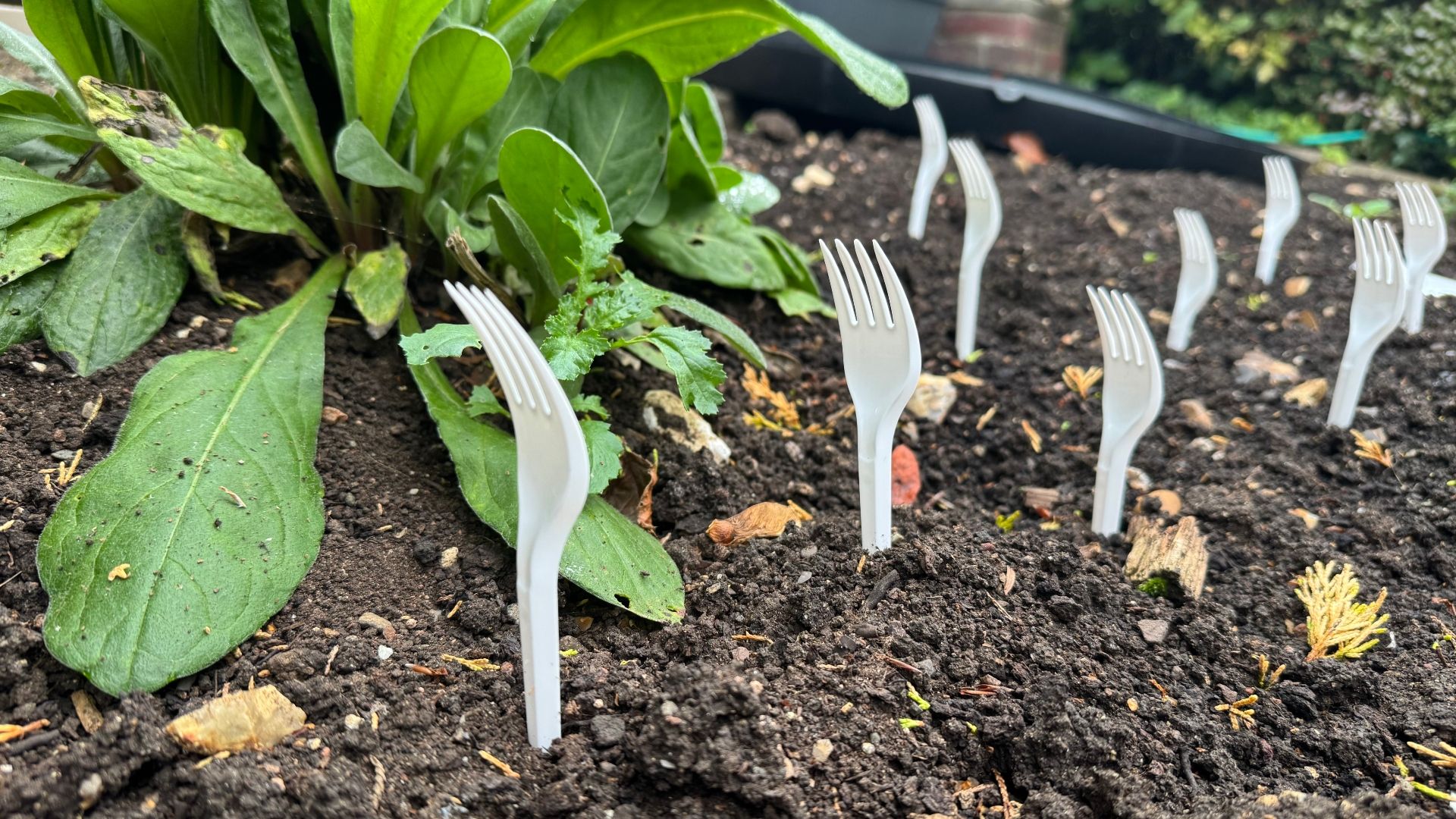 Qu'est-ce que c'est que « fourcher la pelouse » et pourquoi les gens le font-ils en octobre ? Cela a plus de sens que vous ne le pensez image-32496