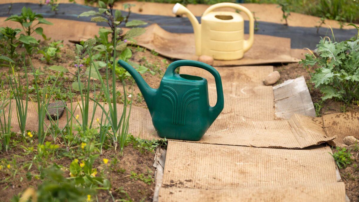 Les gens utilisent la « méthode du carton » pour préparer les plates-bandes pour l’hiver – voici comment cela fonctionne image-32803