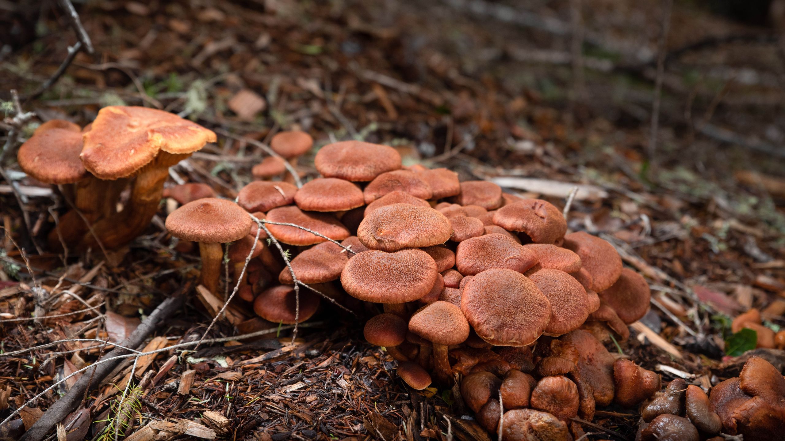 Les jardiniers sont avertis de faire attention aux champignons dans leur pelouse : voici ce qu'il faut faire image-32830