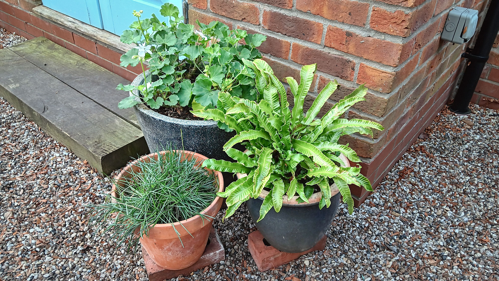 Pots de plantes en pot sur briques
