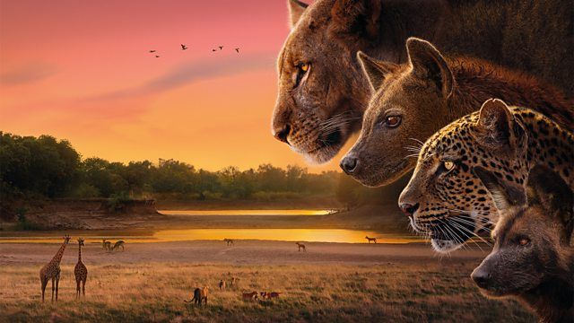 Comment regarder « Kingdom » en ligne – diffusions gratuites, heures de début et dates de la nouvelle épopée d'Attenborough de la BBC image-32990