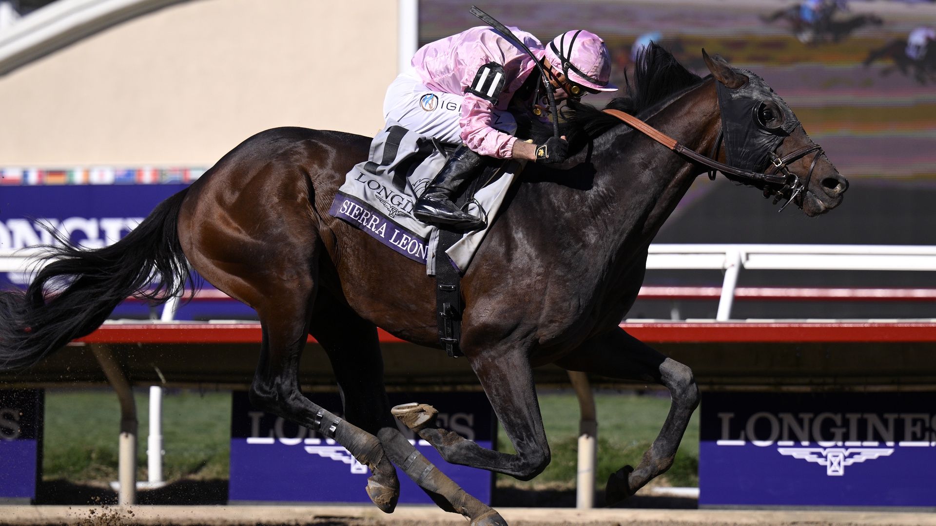 Comment regarder la Breeders' Cup 2025 : diffusions en direct gratuites, calendrier image-32755