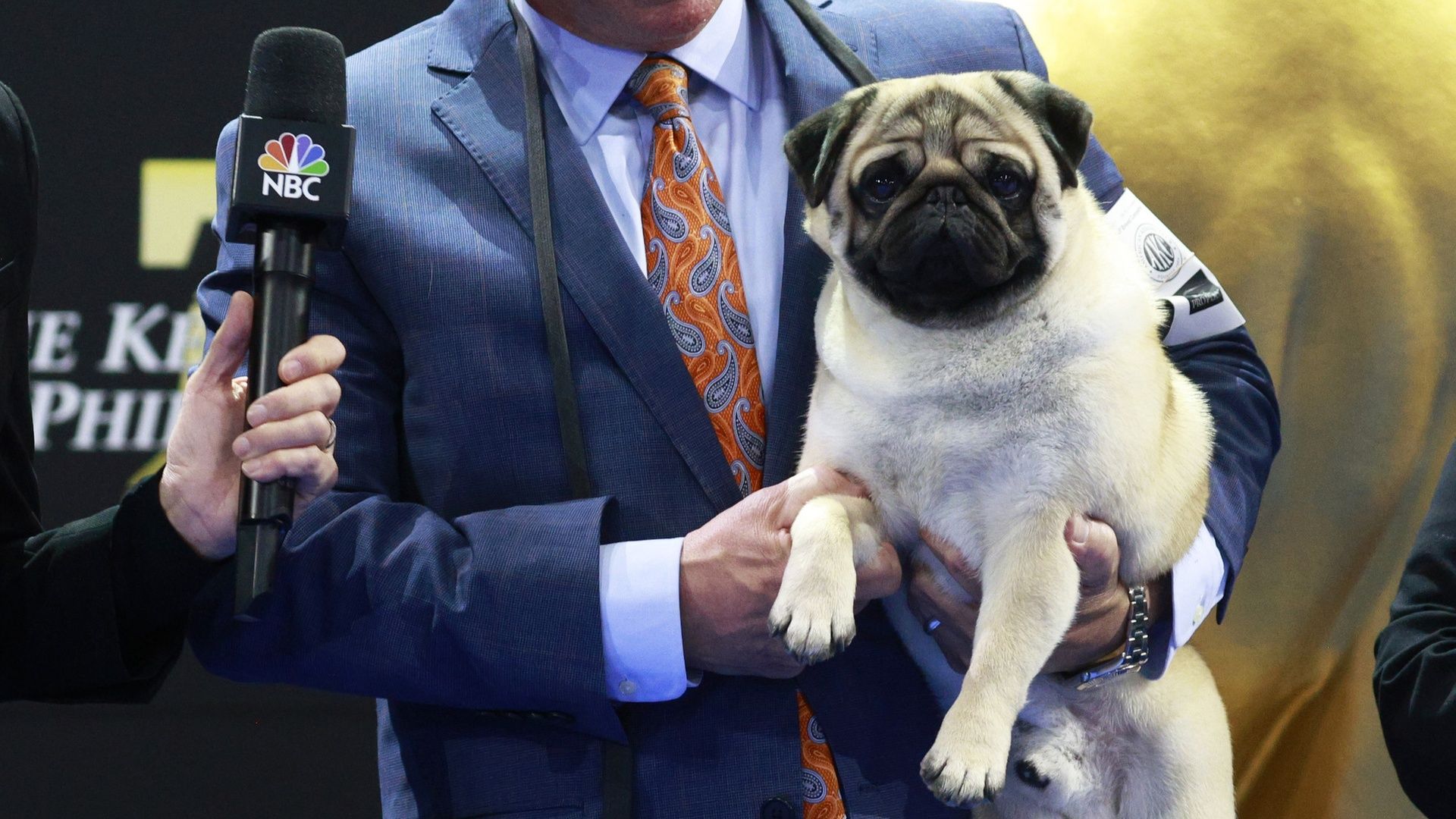 Comment regarder le National Dog Show 2025 : diffusion en direct, chaîne de télévision, heure image-33441