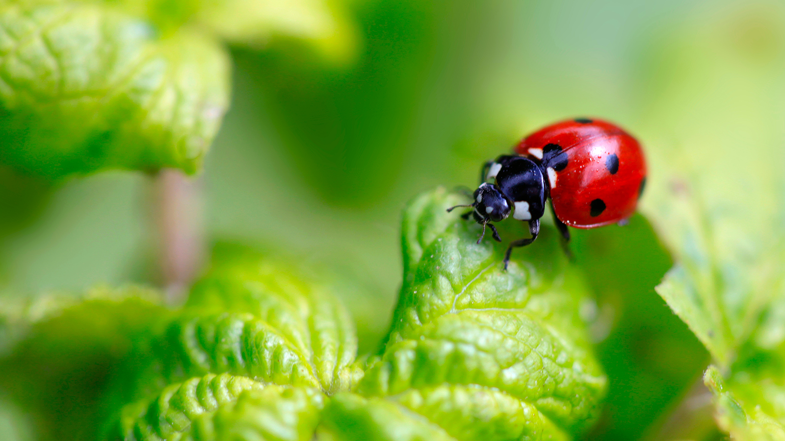 coccinelle sur une feuille