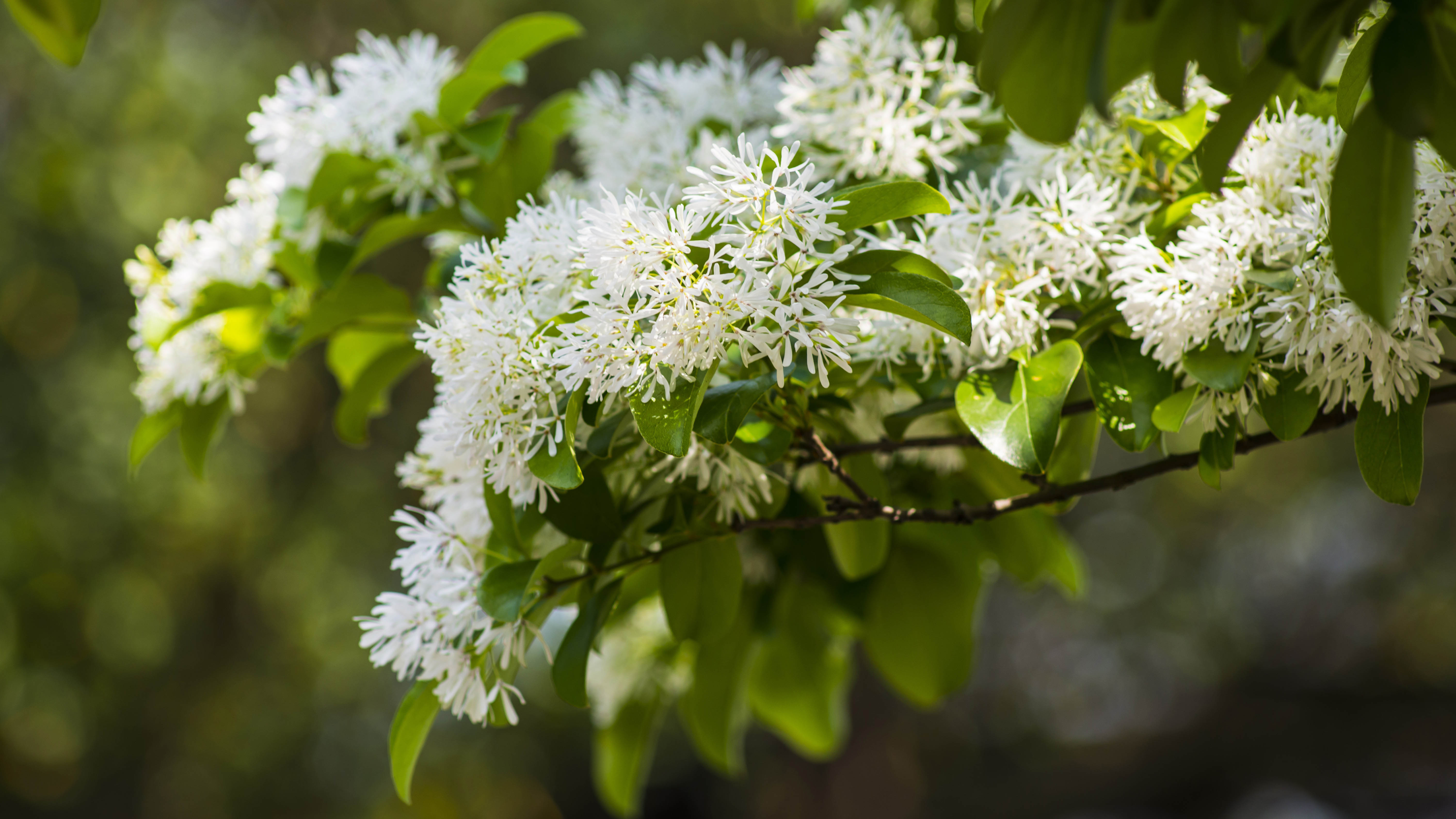 Fleurs d'arbres à franges