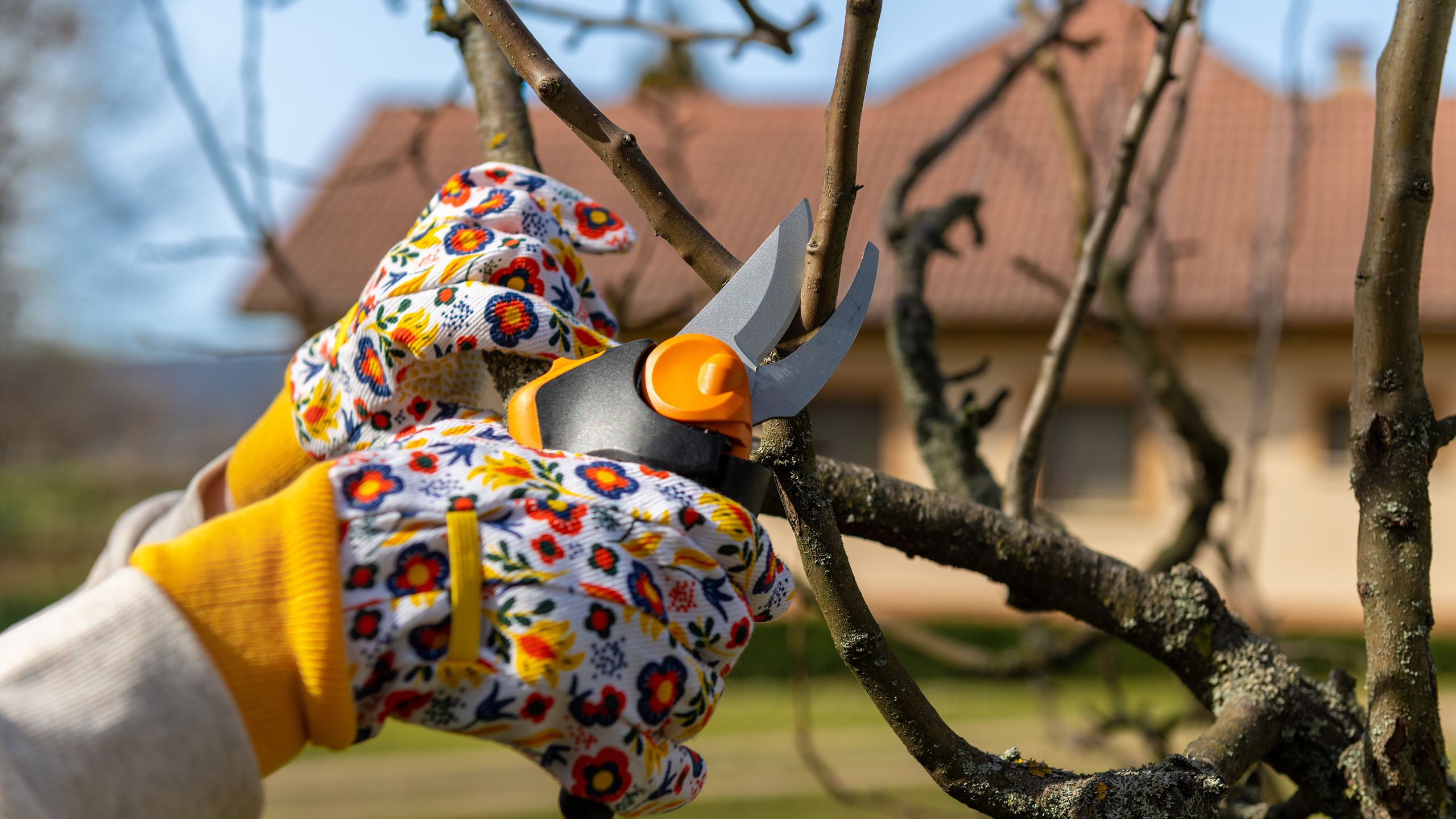 Les experts disent que les jardiniers devraient vérifier une chose avant de tailler en décembre pour éviter un « risque accru de maladie » image-33610