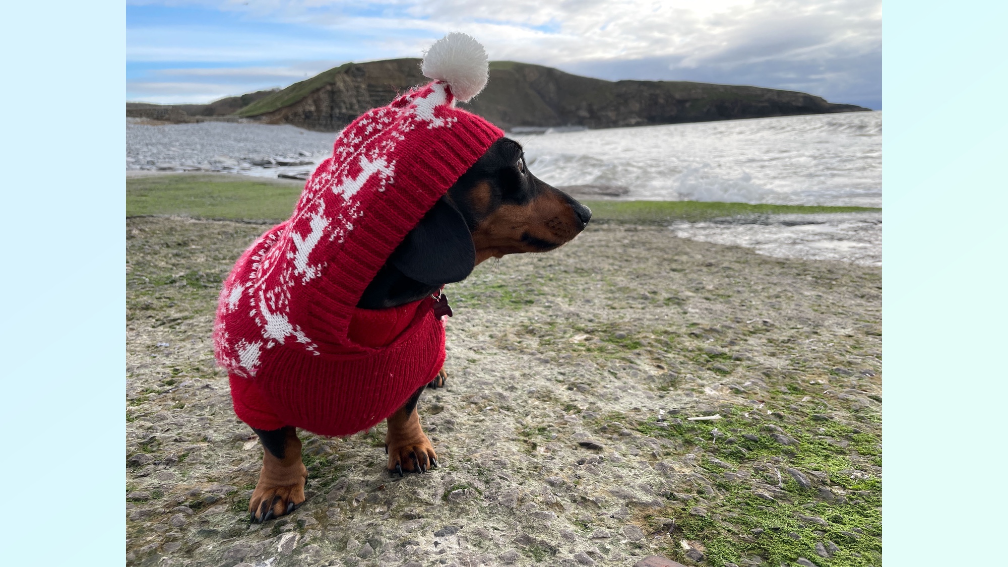 Animal abattu en biais dans un emballage de vacances