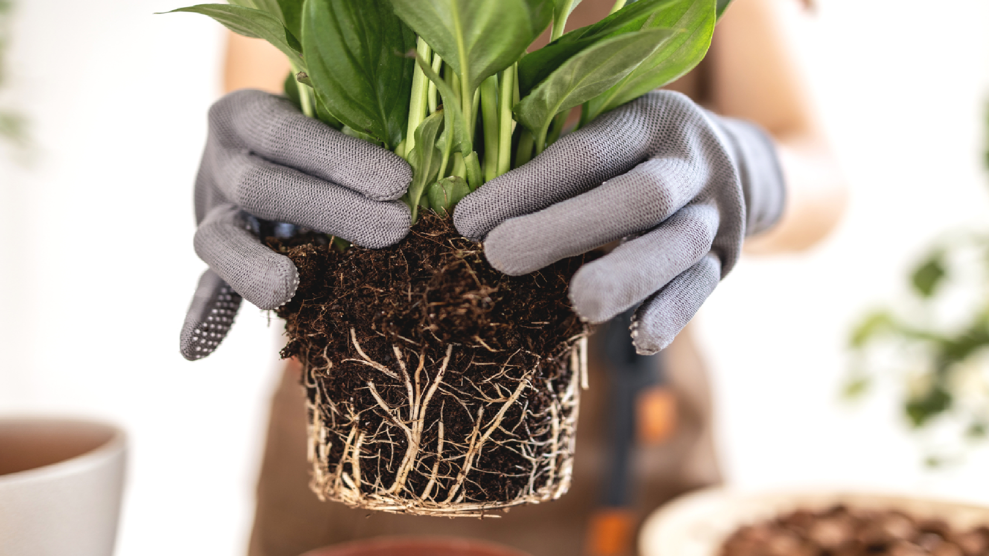 Lys de la paix retiré du pot