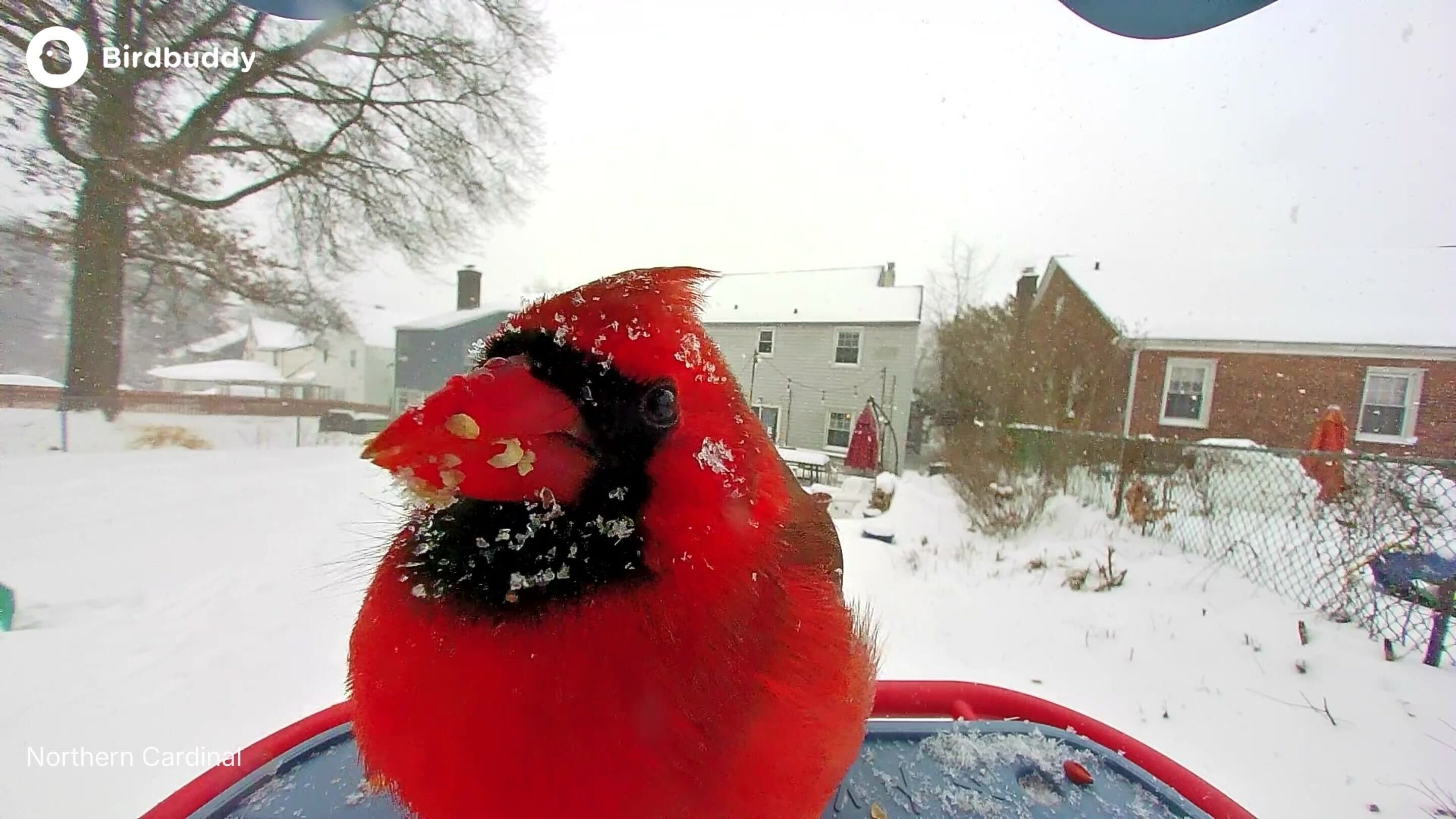 Cardinal dans la neige