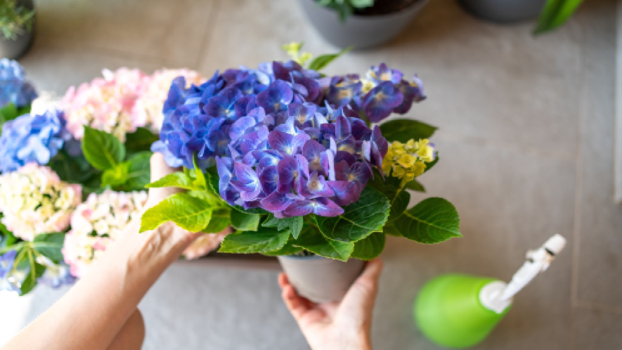 Brumisation des feuilles d'hortensia