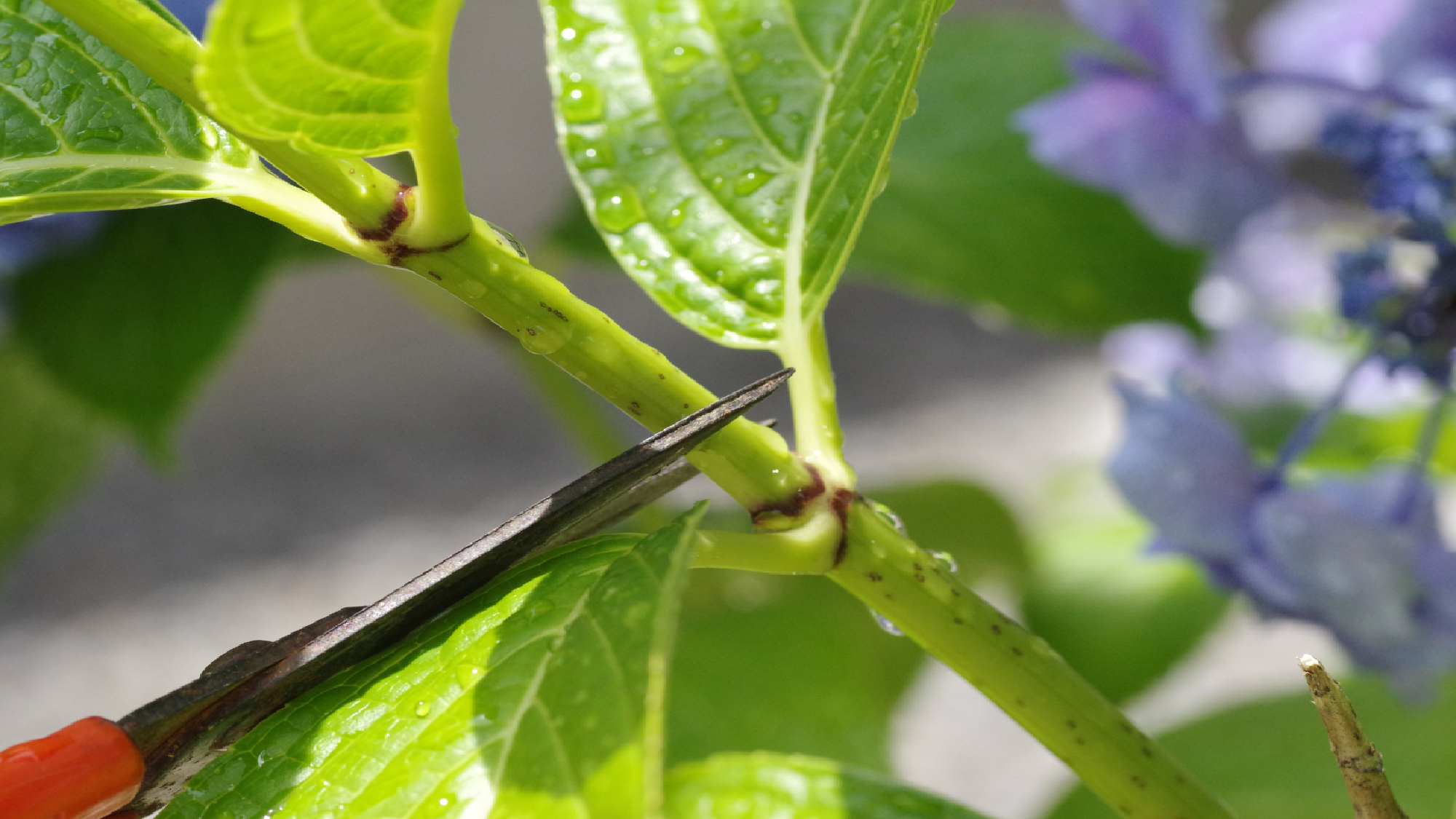 Taille de l'hortensia