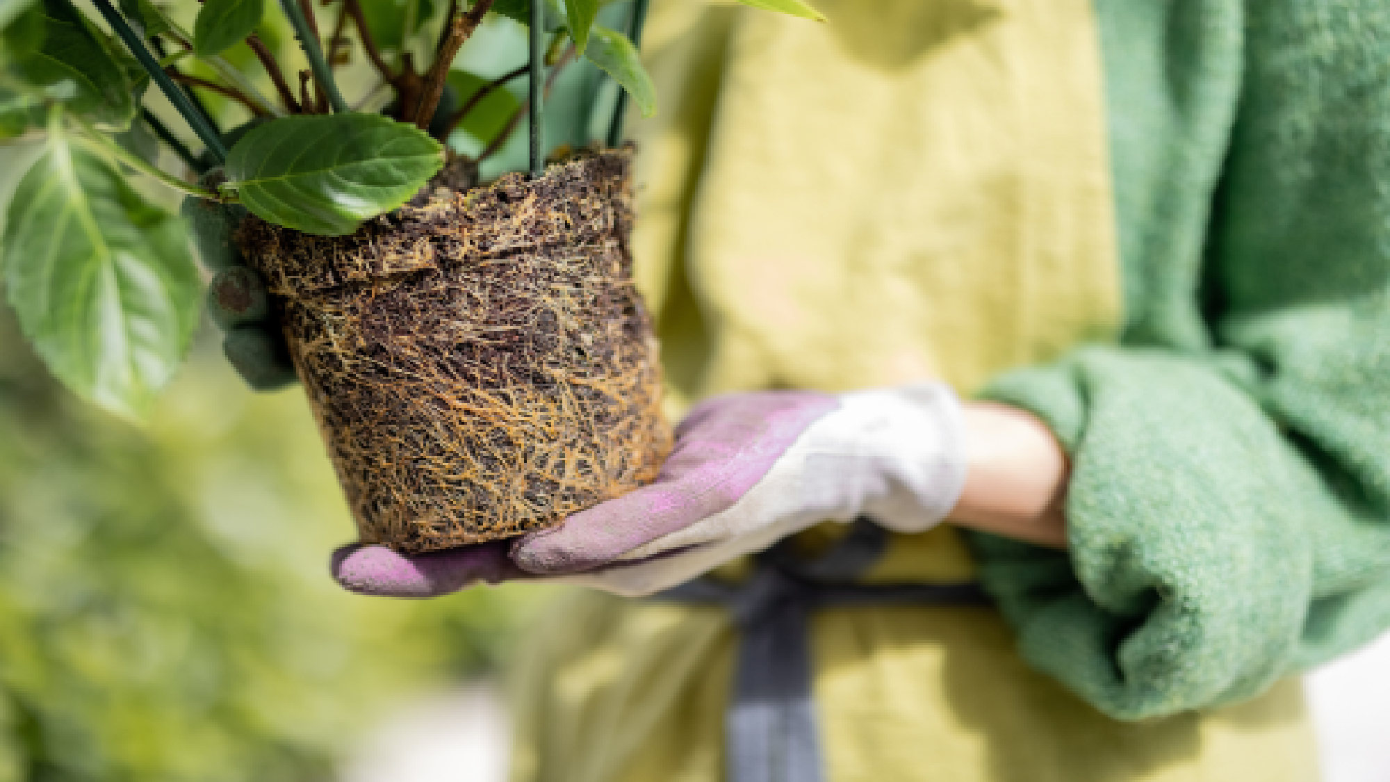 Hortensia lié aux racines
