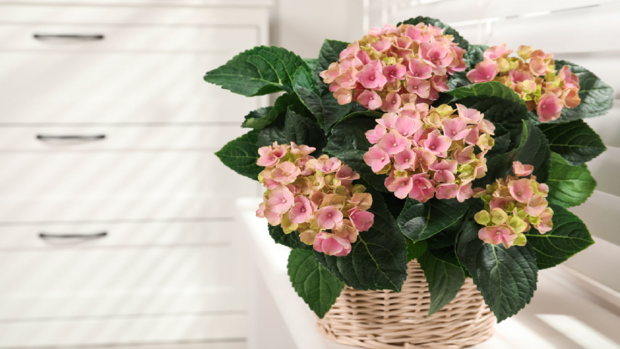 5 raisons pour lesquelles votre hortensia d'intérieur se flétrit en hiver – et comment y remédier image-35162