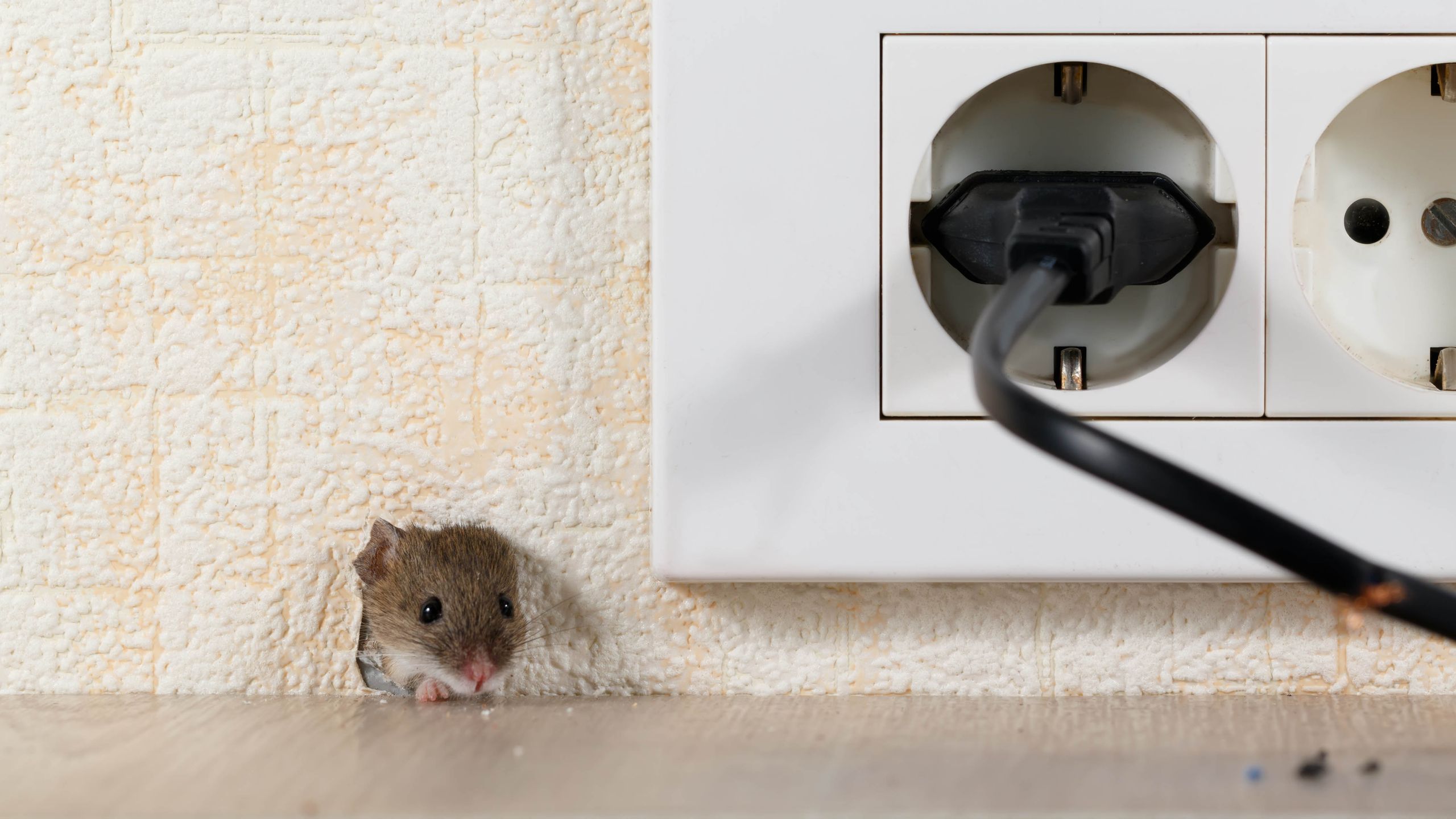 J'ai découvert ce qui repousse vraiment les souris – et cela se cache peut-être dans votre salle de bain en ce moment image-35108