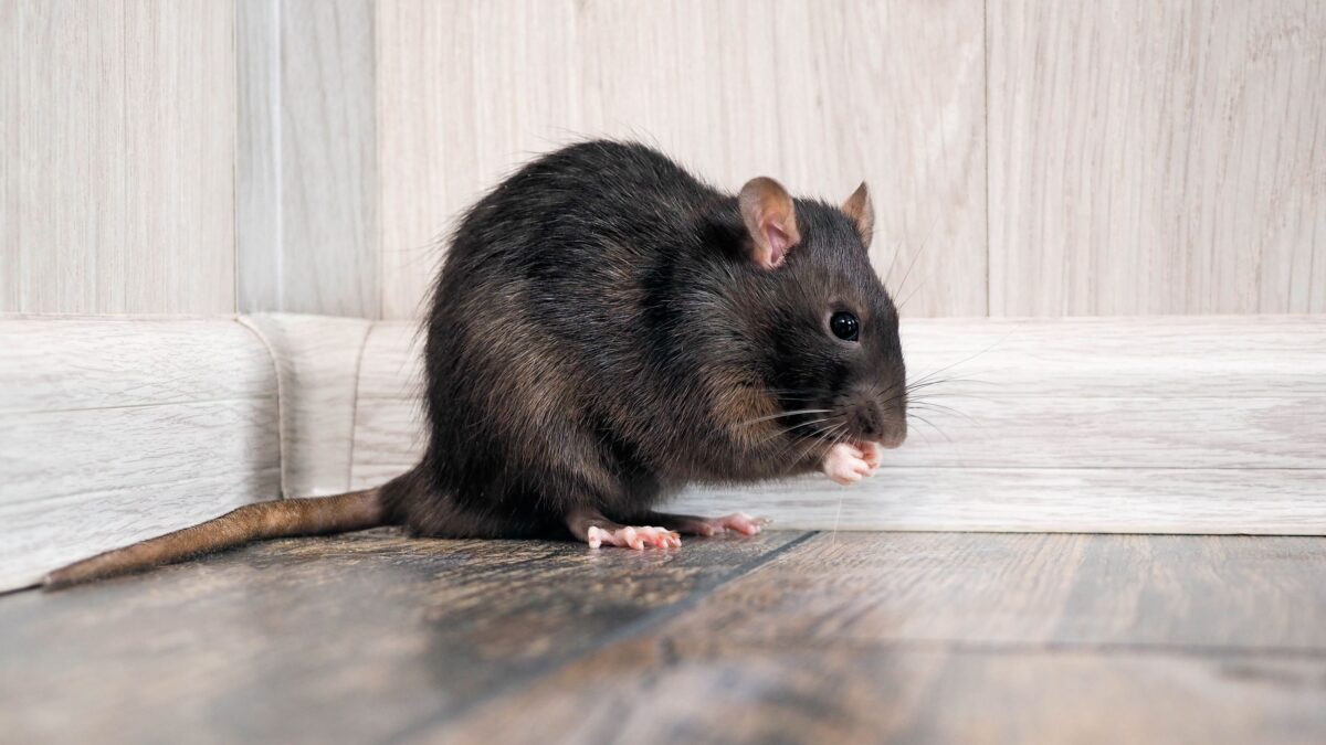 Les fortes pluies poussent les rats à l’intérieur – manquez ces signes et vous aurez une infestation image-35415