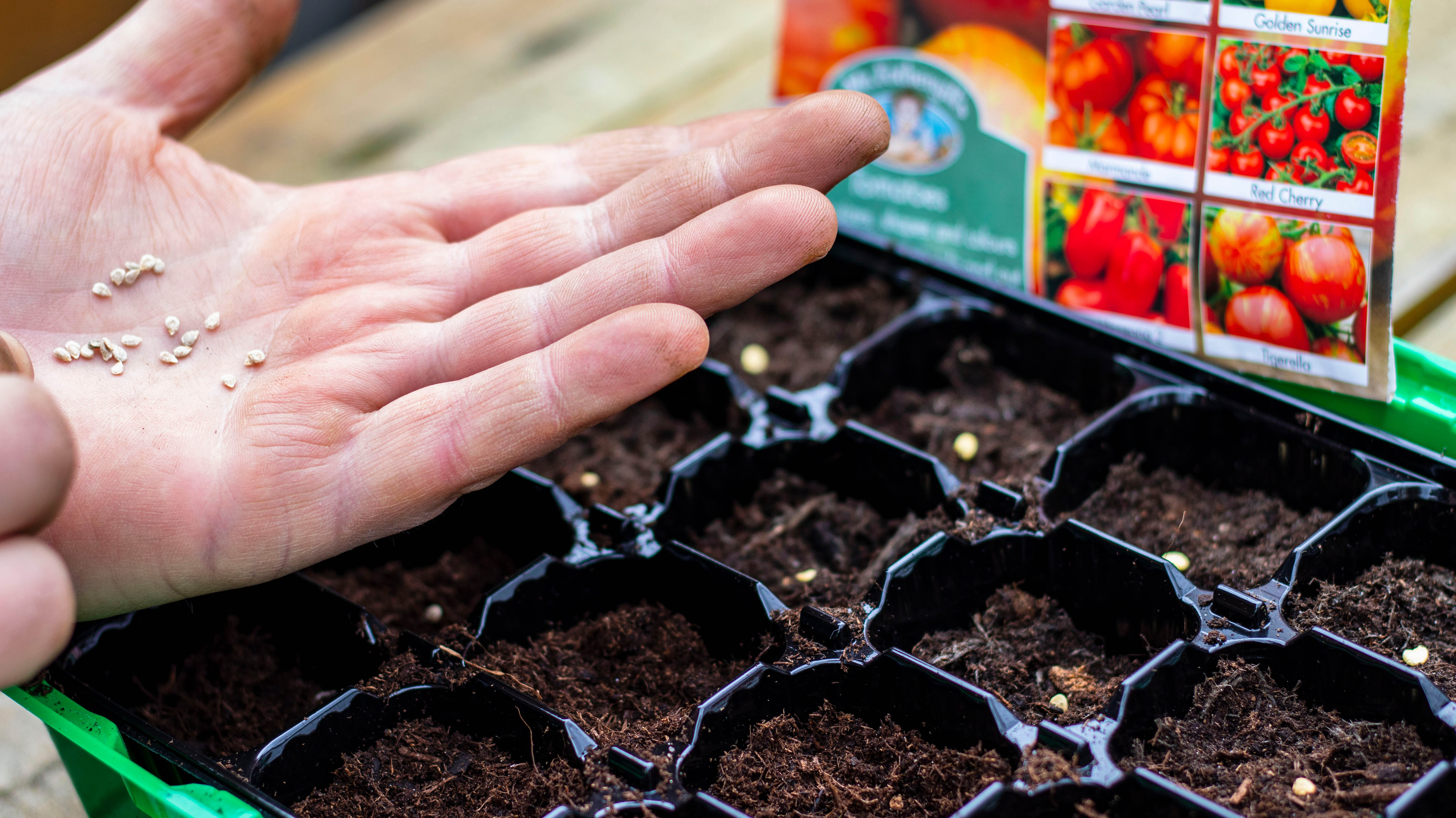Planter des plants de tomates dans le sol