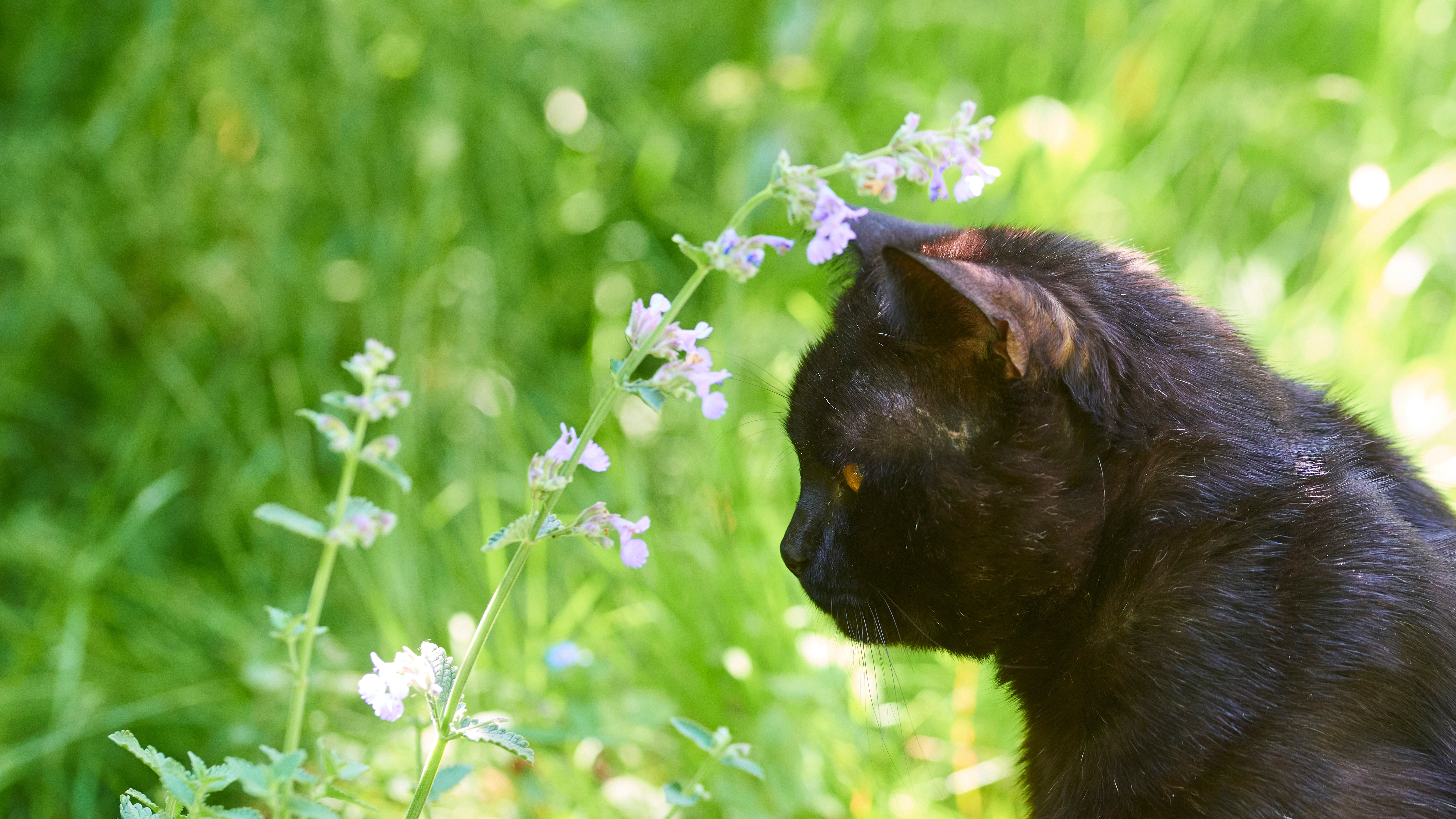 Chat qui sent l'herbe à chat
