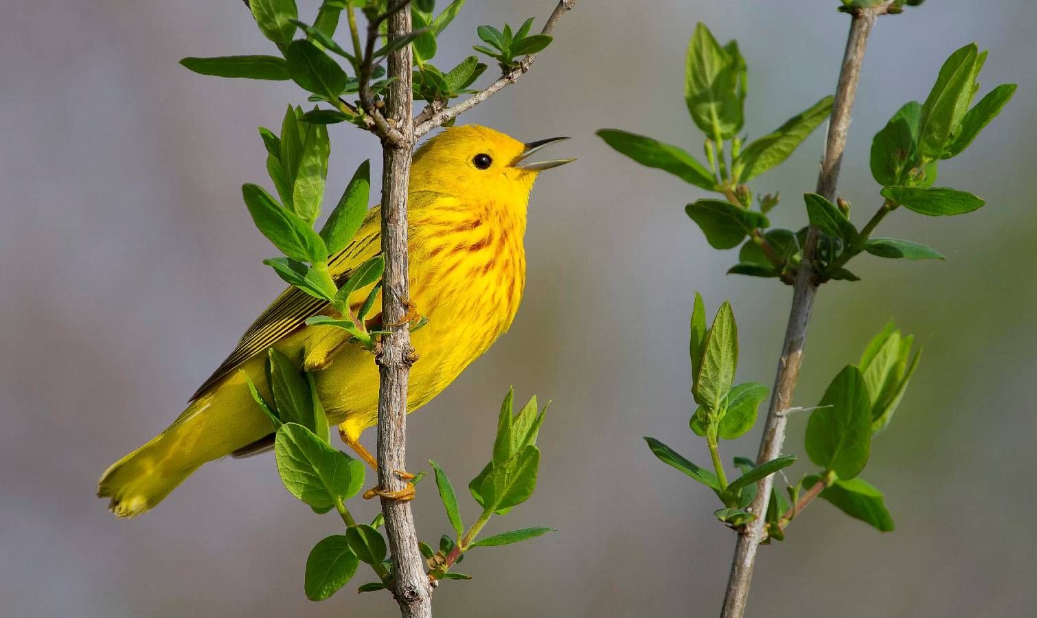 Vous voulez que plus d’oiseaux chanteurs vous rendent visite ? 7 changements qui les amènent dans votre cour image-35507