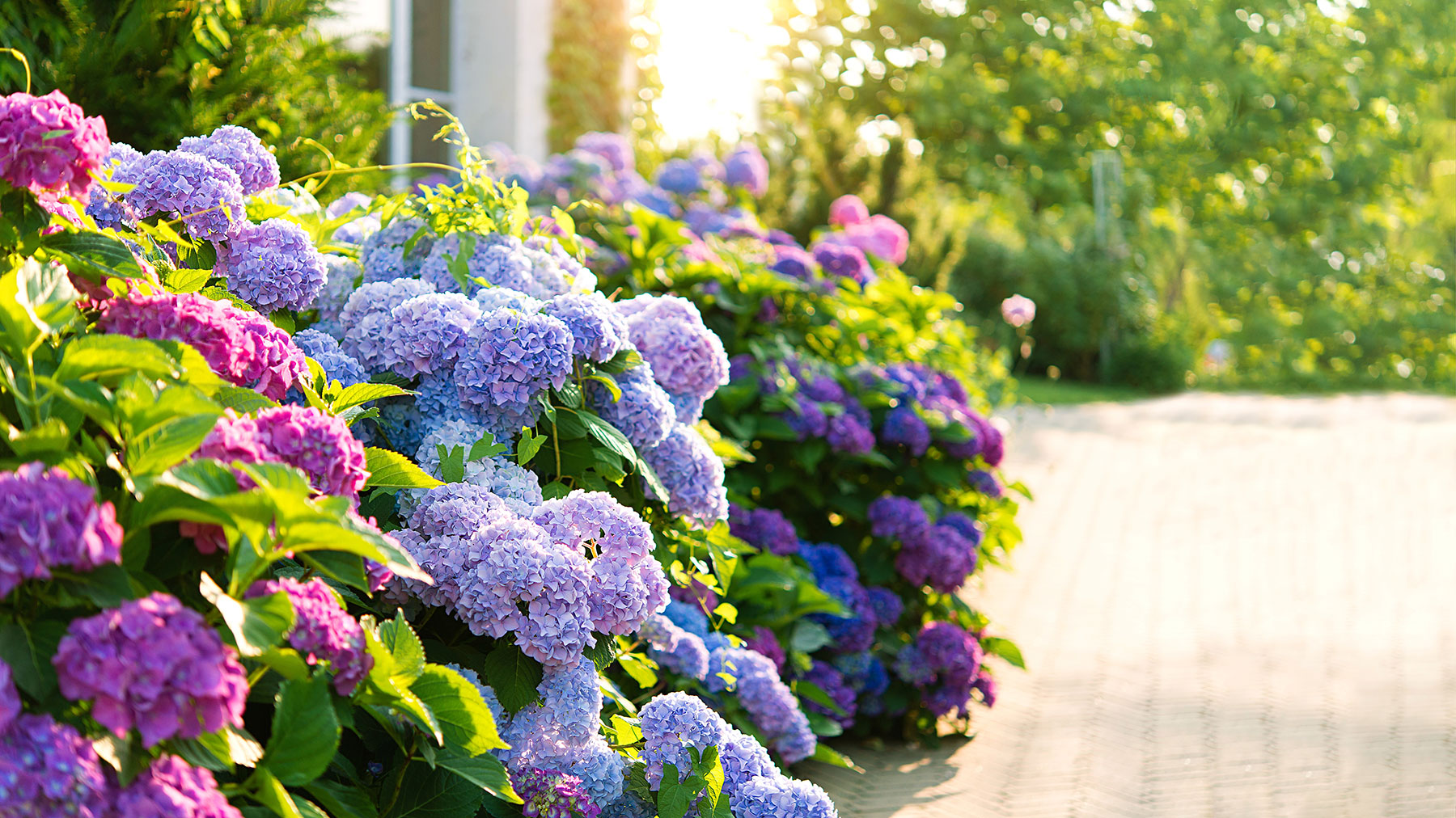 Lumière du soleil sur une exposition d'hortensias dans un jardin de devant