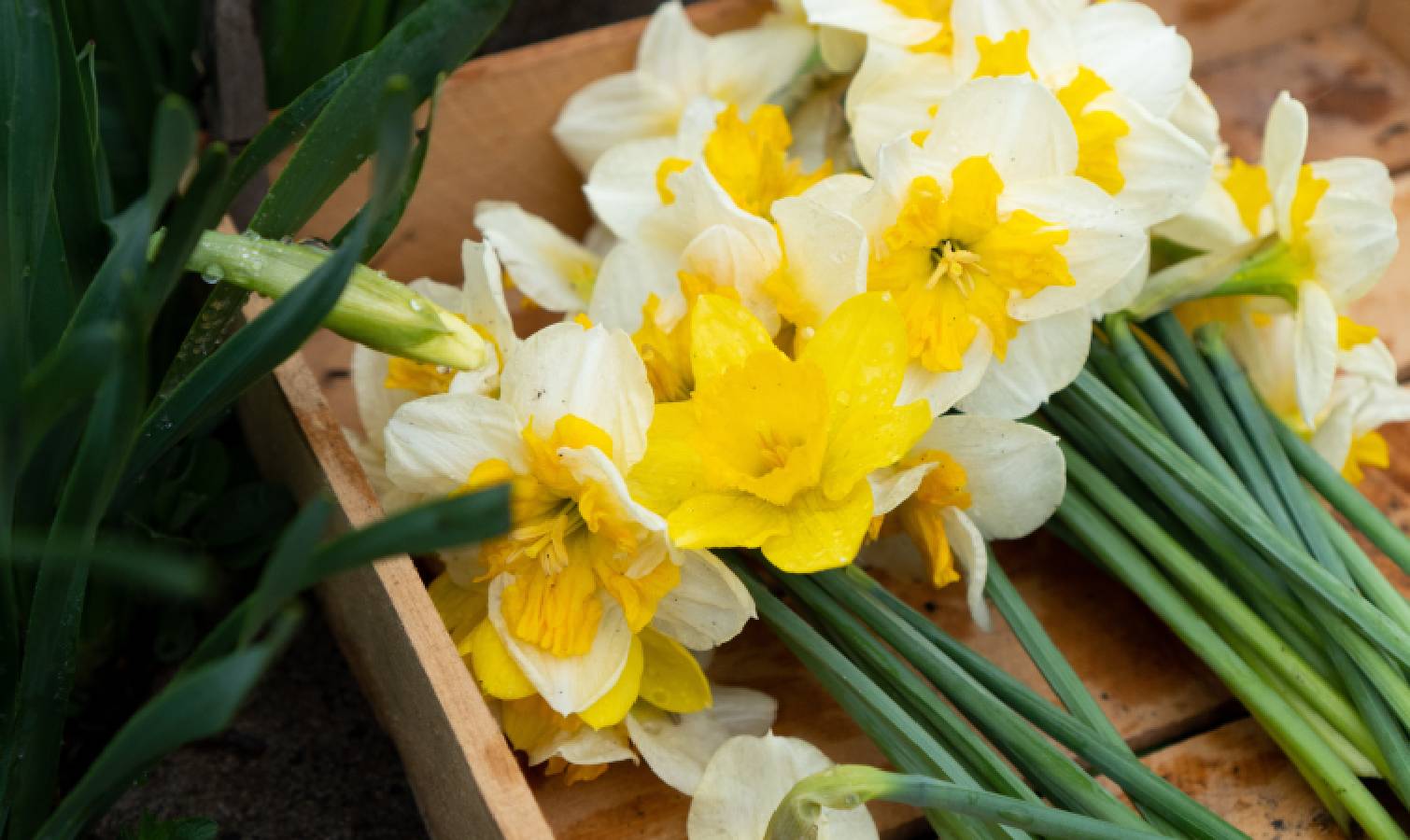 Jonquilles coupées droites