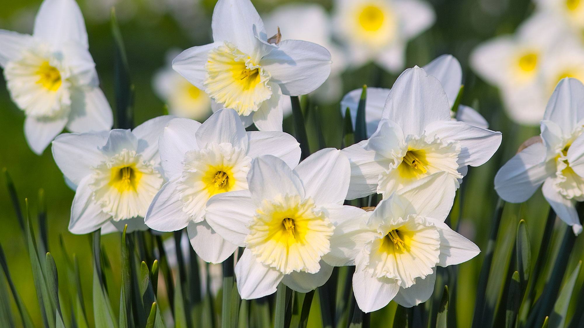Fleurs blanches de grande jonquille en coupe, narcisse blanc 'Ice Follies'