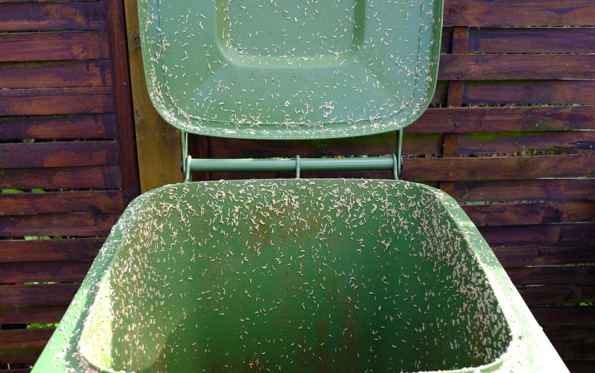 Empêchez le « jus de poubelle » de transformer votre poubelle en ferme d’asticots avec cette solution à 1 $ image-35656