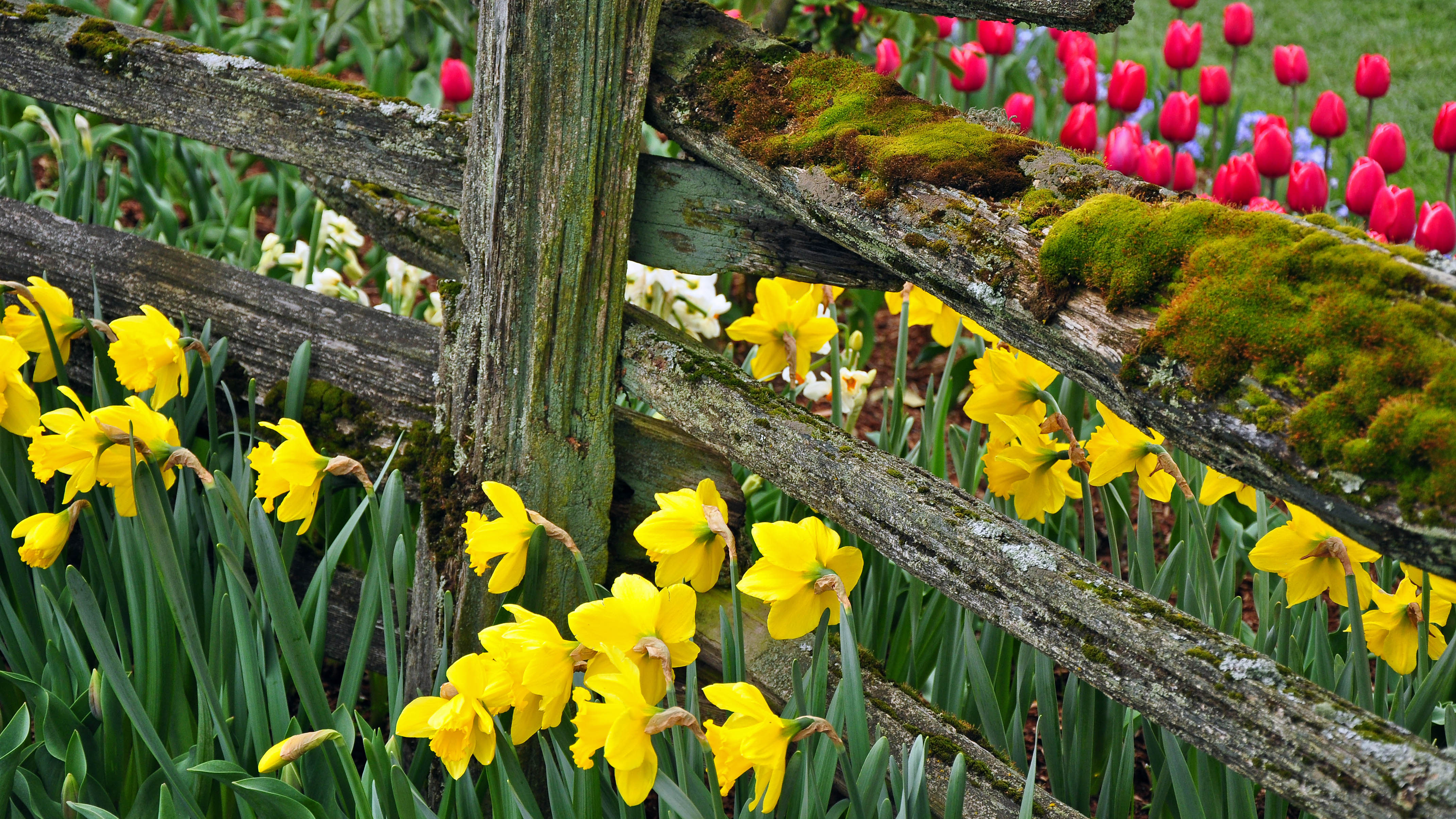 Jonquilles poussant le long d'une clôture avec des tulipes en arrière-plan