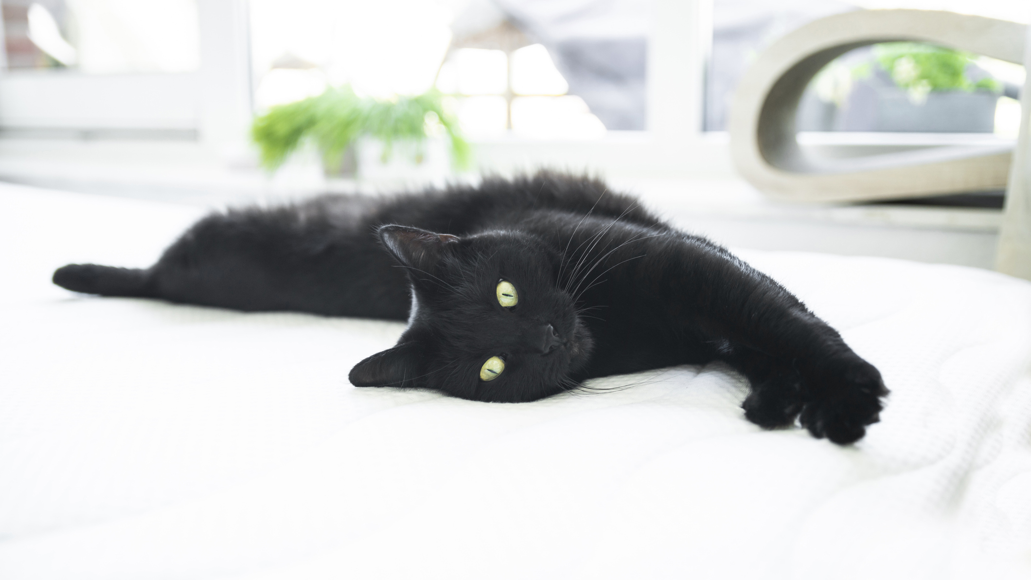 Chat noir se reposant sur un matelas blanc