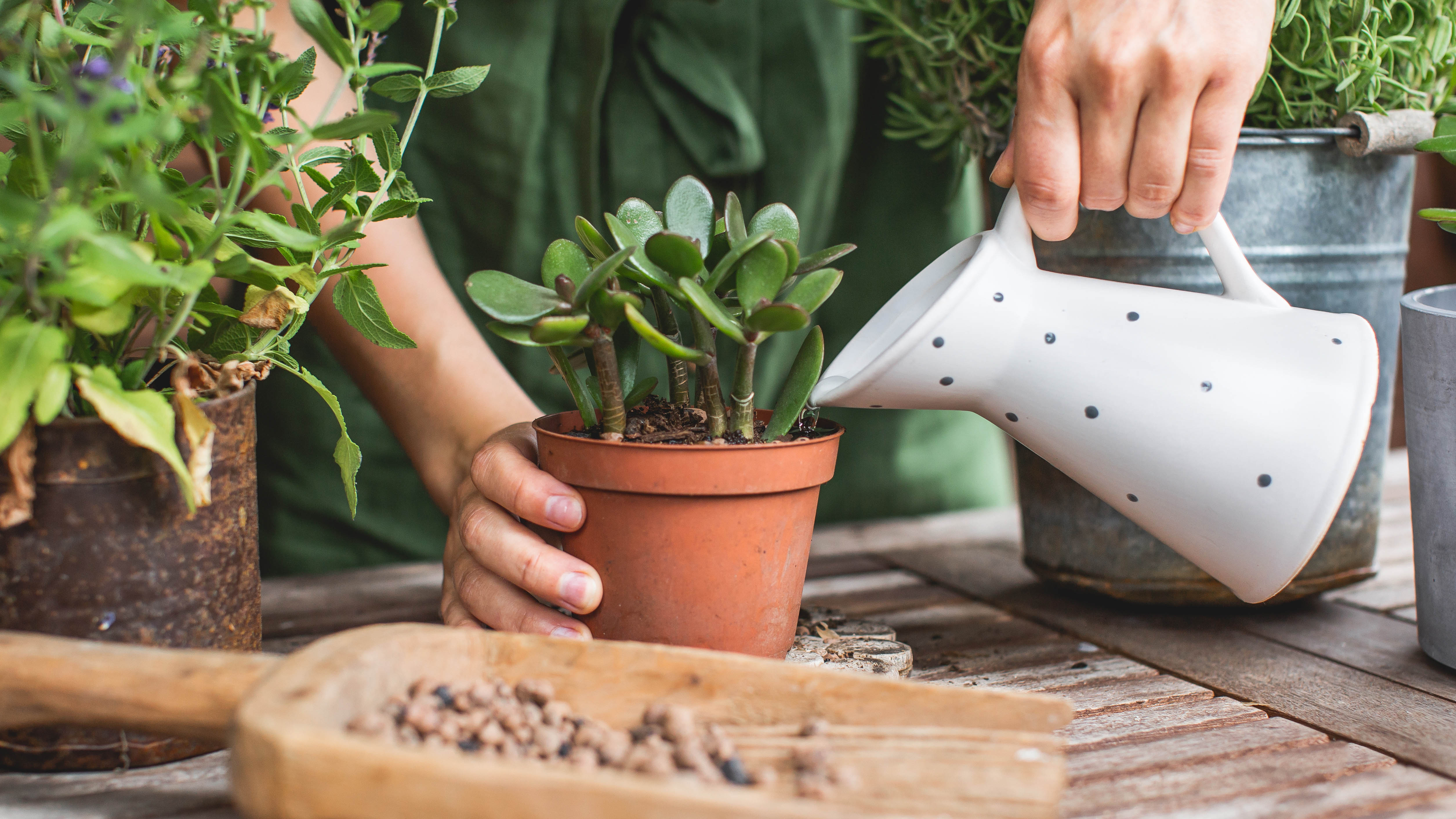 Une succulente arrosée avec un arrosoir