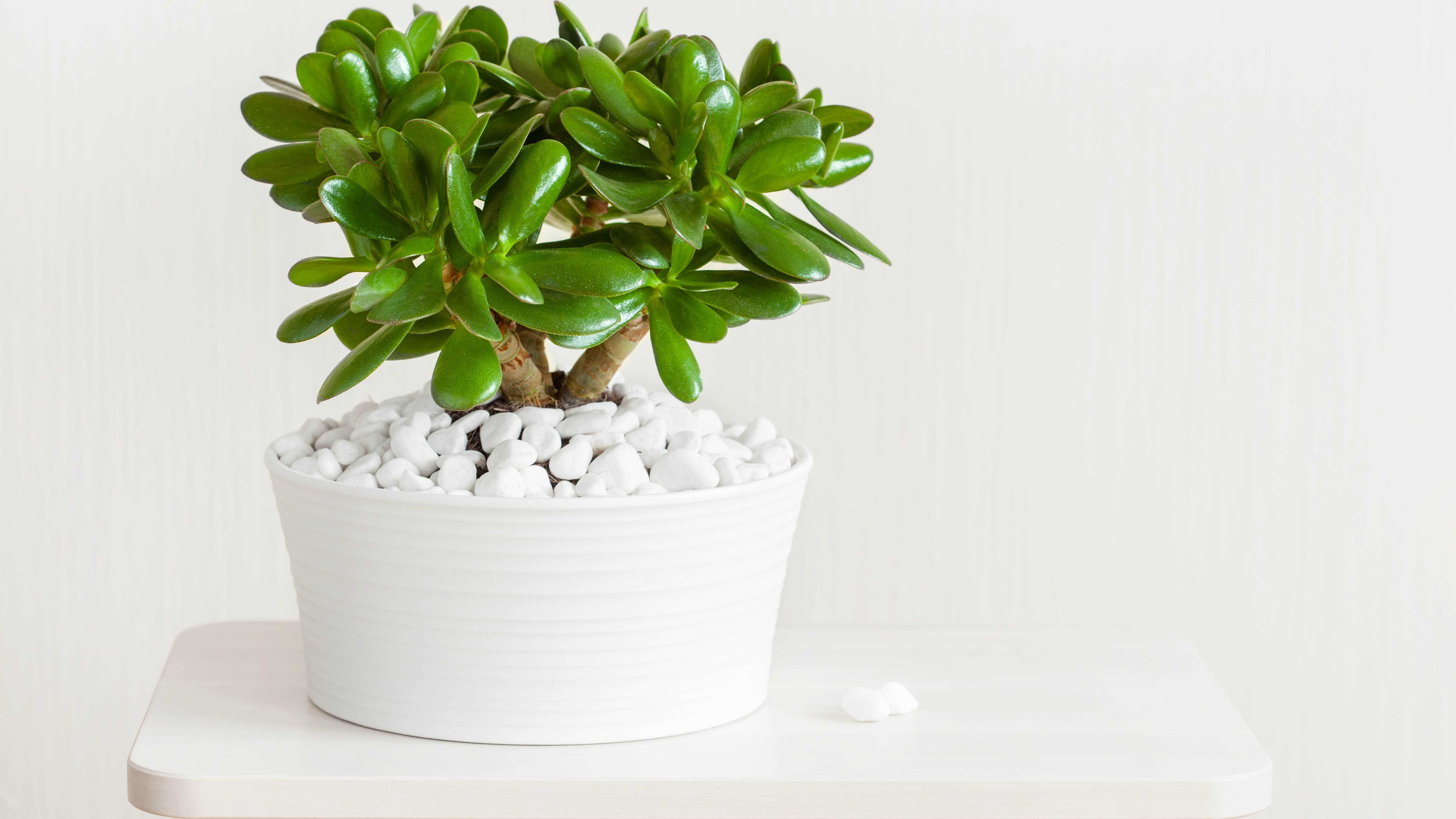 Plante de jade en pot blanc