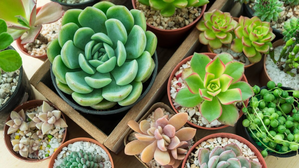 Votre succulente meurt de soif à chaque fois que vous la vaporisez – faites-le plutôt image-35756