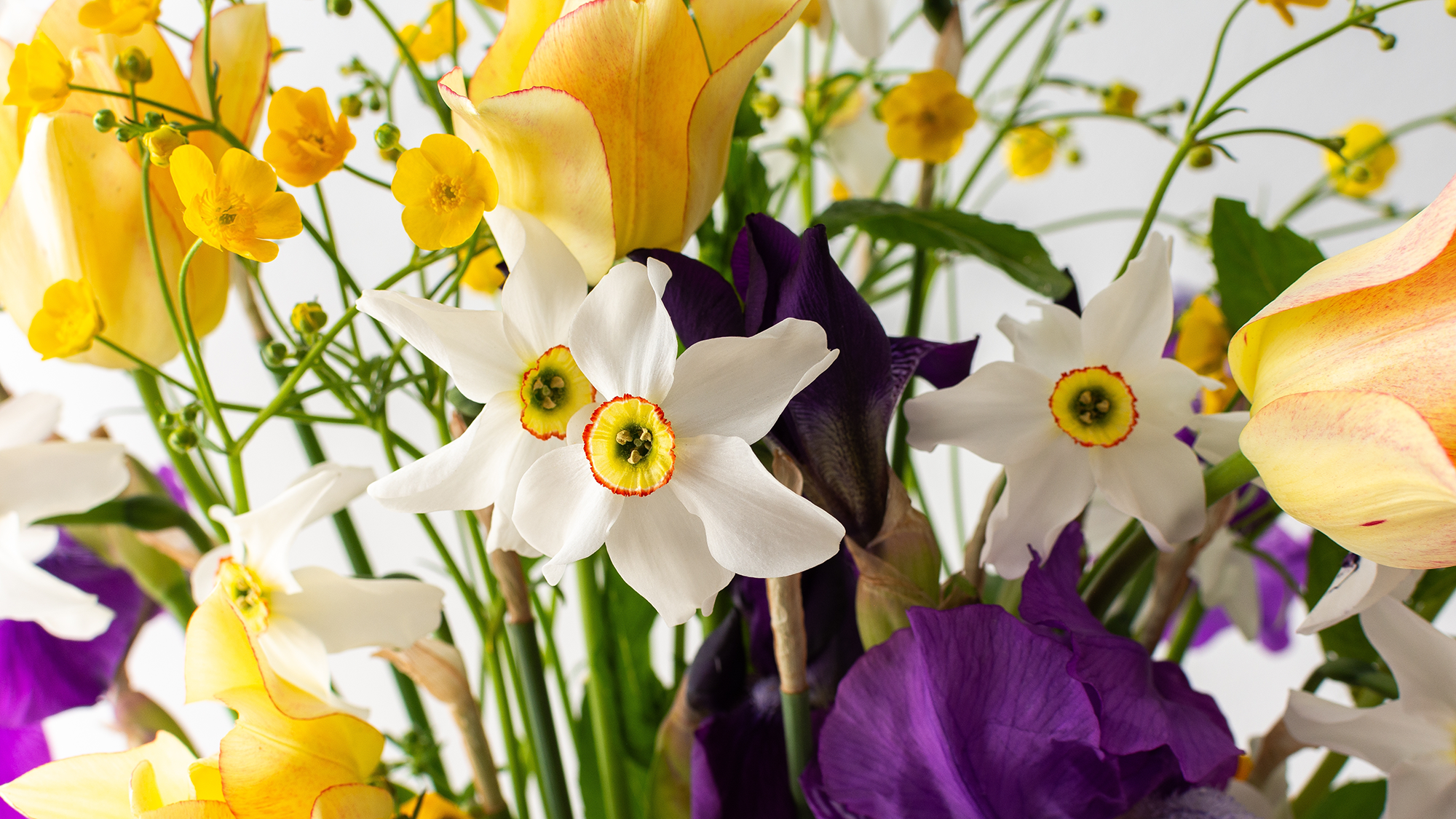 Bouquet de fleurs printanières, iris et renoncules jaunes, tulipes jaunes aux jonquilles blanches