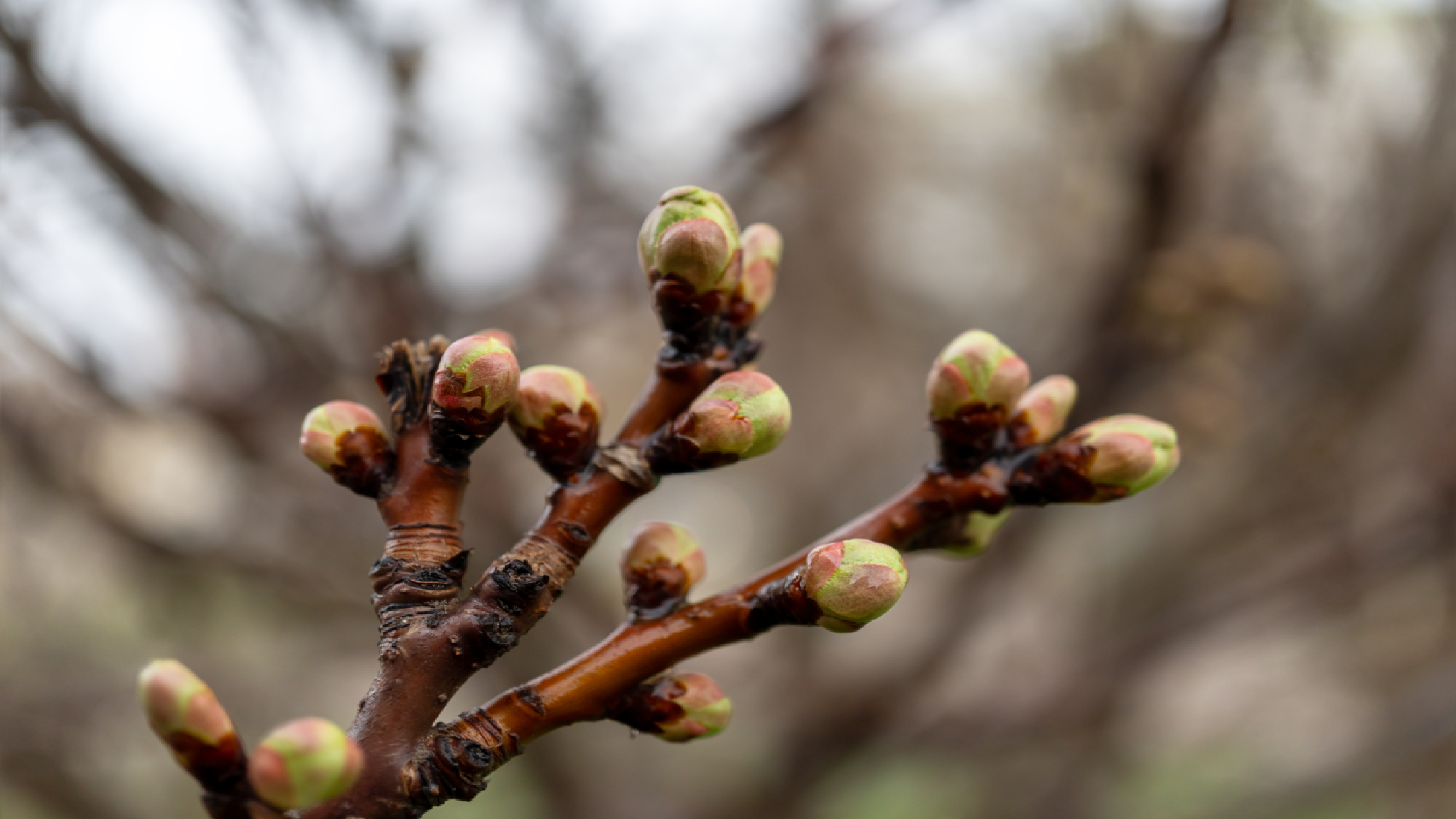 Arbre fruitier en herbe en hiver