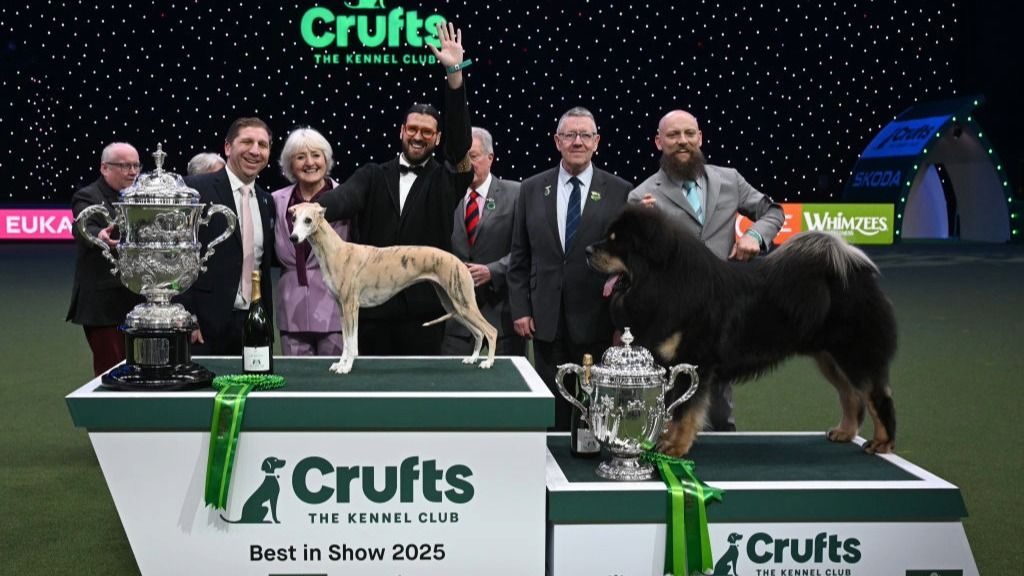 Comment regarder Crufts 2026 : diffusez GRATUITEMENT en direct la plus grande exposition canine du monde image-35421