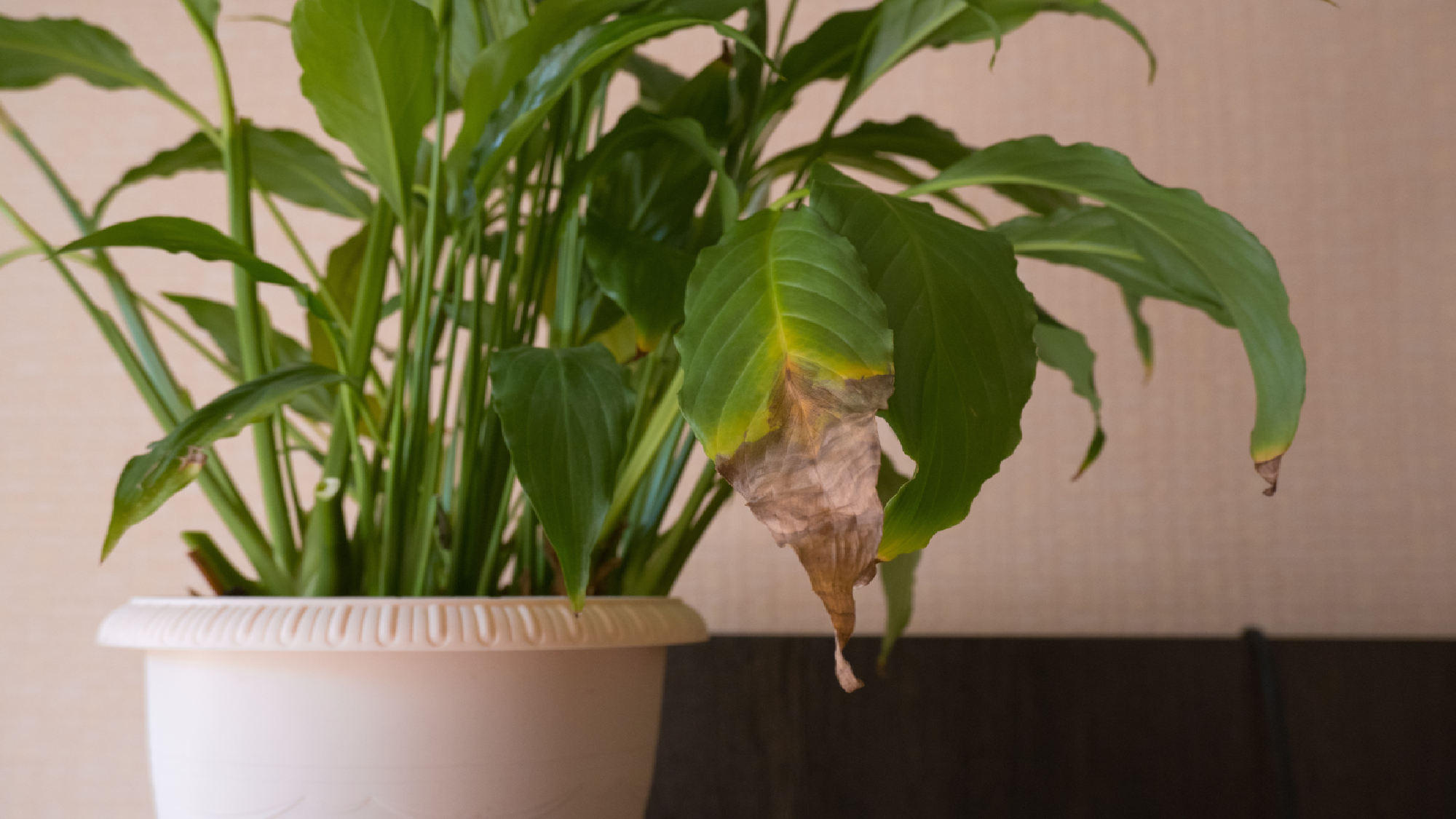 Conseils de feuilles brunes sur l'usine de lis de la paix