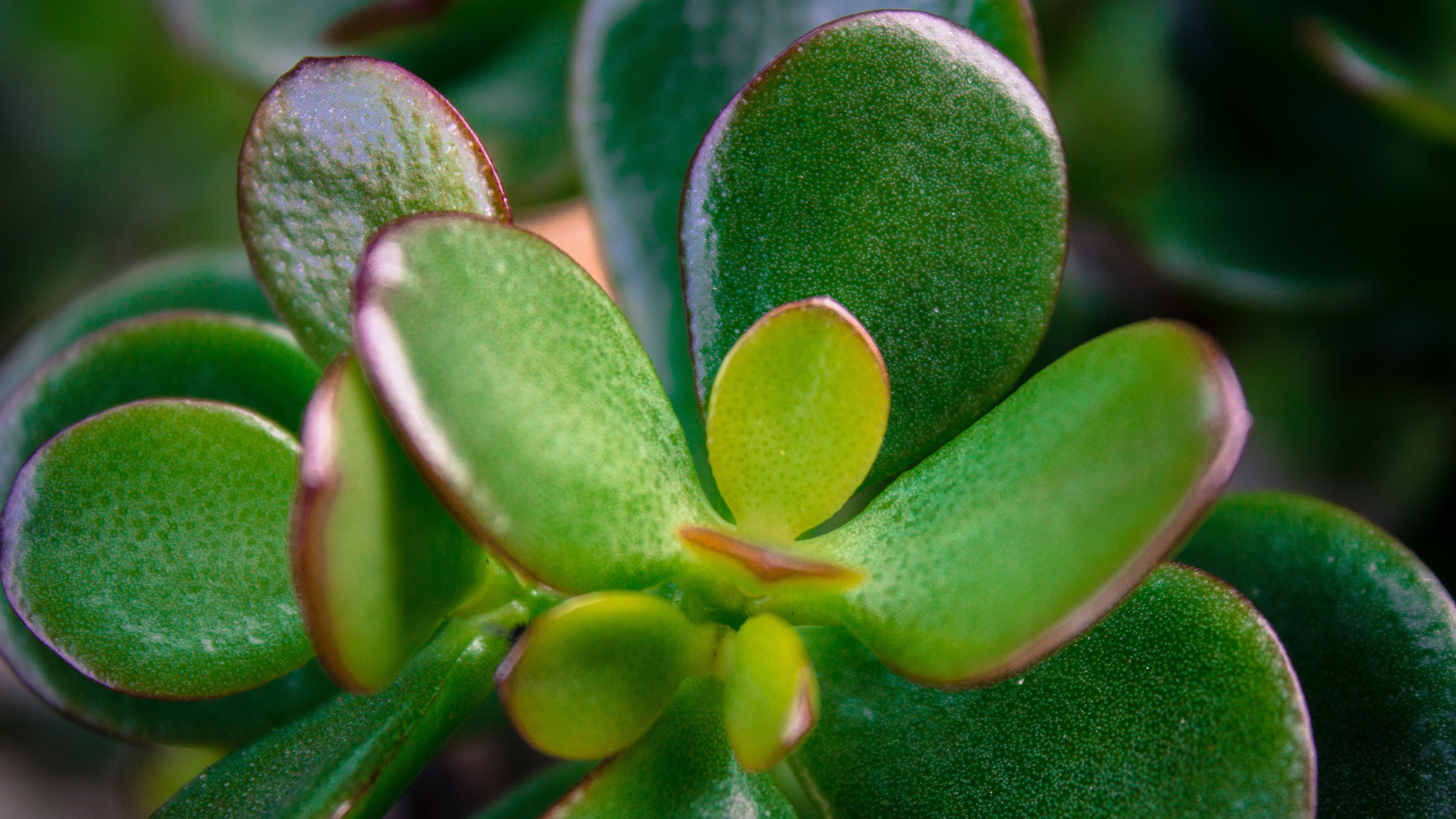 Gros plan des feuilles d'une plante de jade