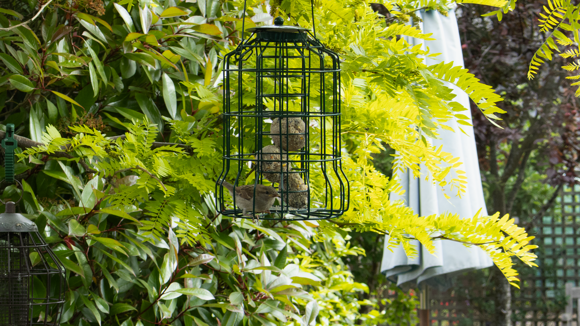 Oiseau sur une mangeoire mangeant des boules de graisse