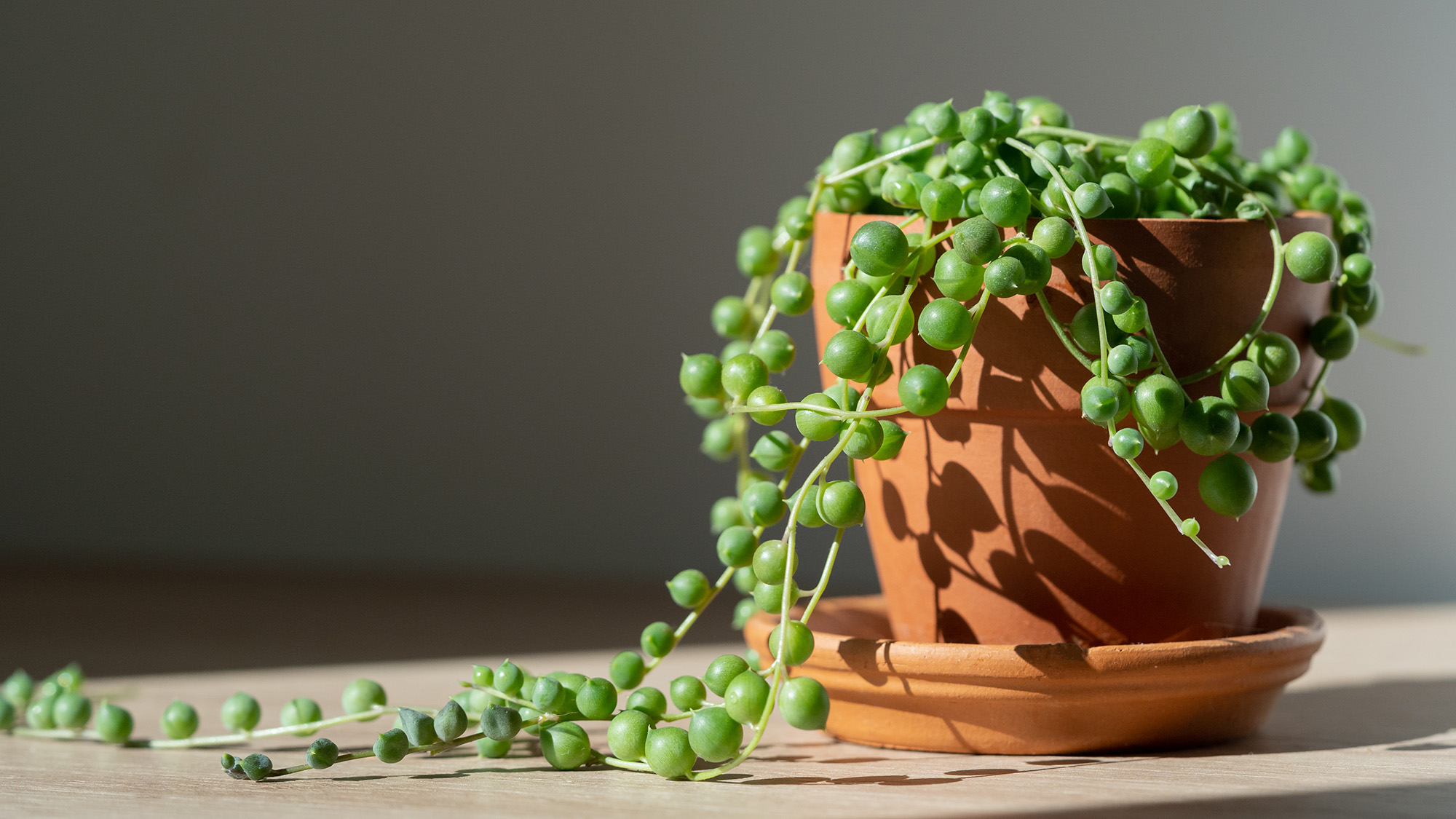 Plante d'intérieur en collier de perles
