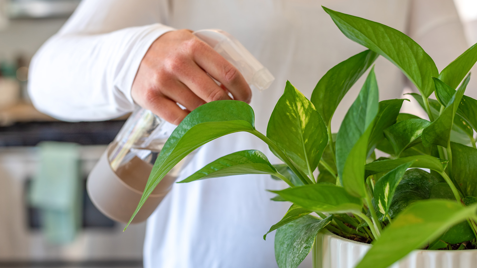 Brumiser une plante d'intérieur