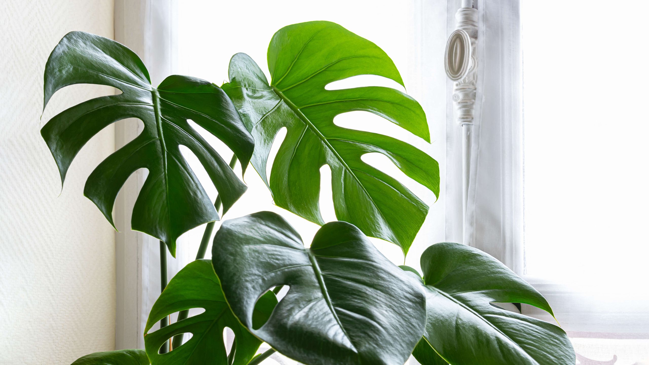 J'ai arrêté de commettre ces 9 erreurs d'entretien des plantes et maintenant mes plantes prospèrent image-35908